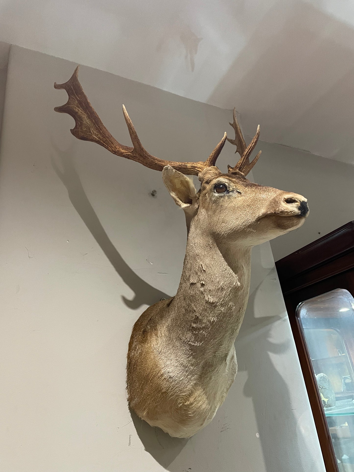 Taxidermy Deer Heads