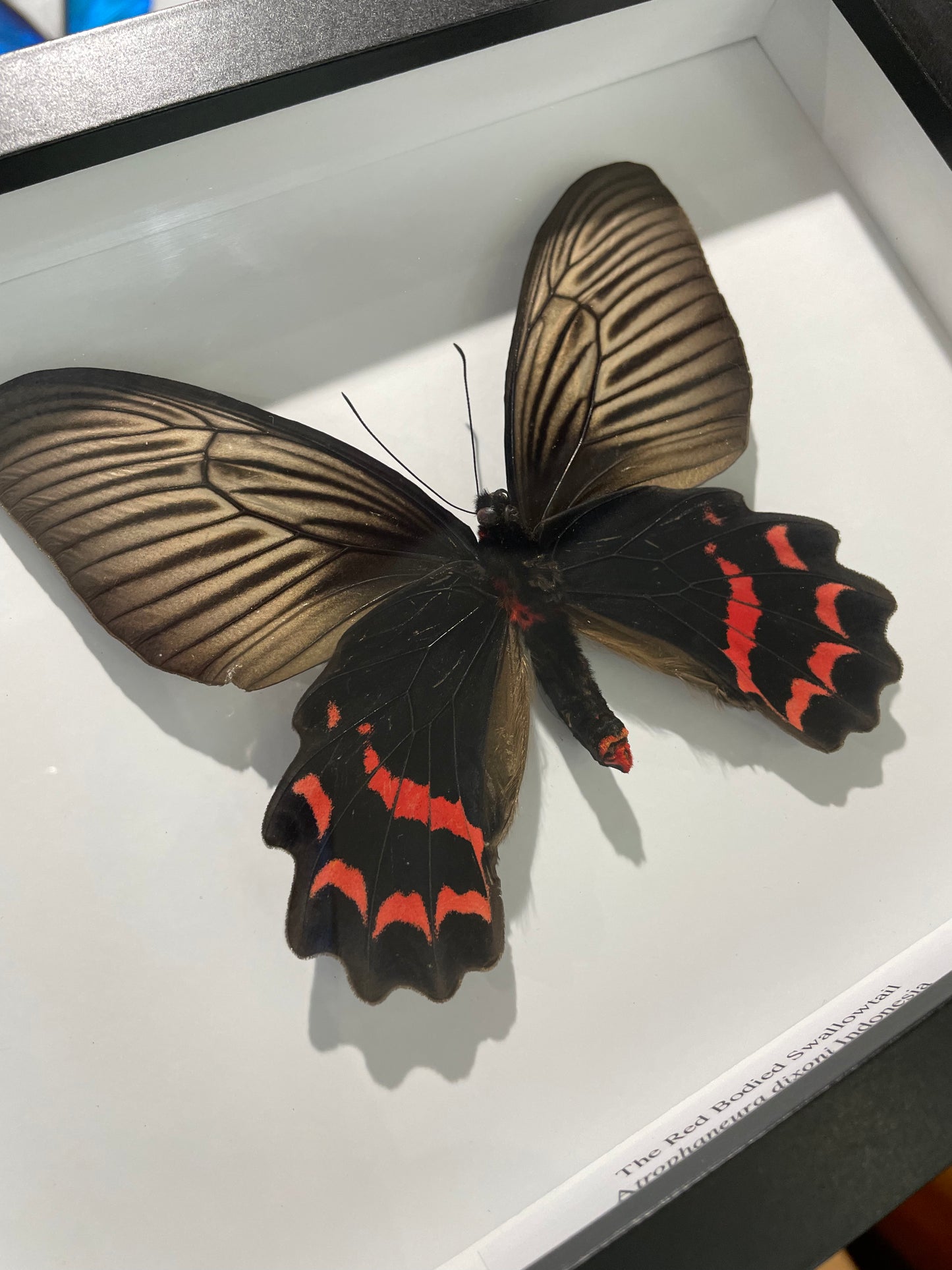 The Red Bodied Swallowtail