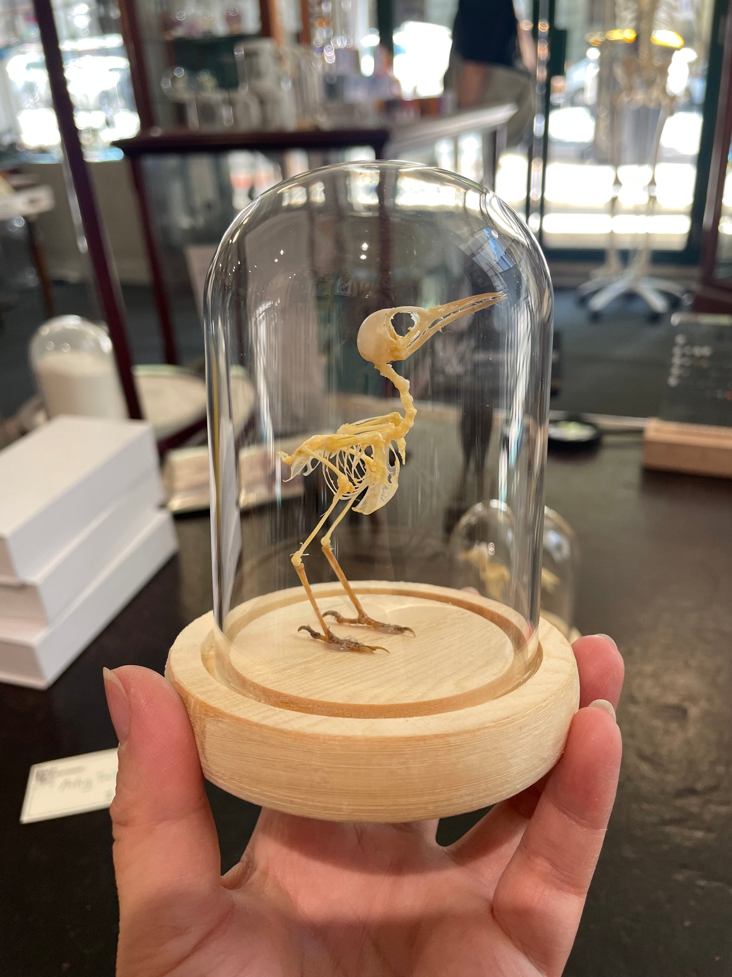 Ashy Tailorbird Skeleton