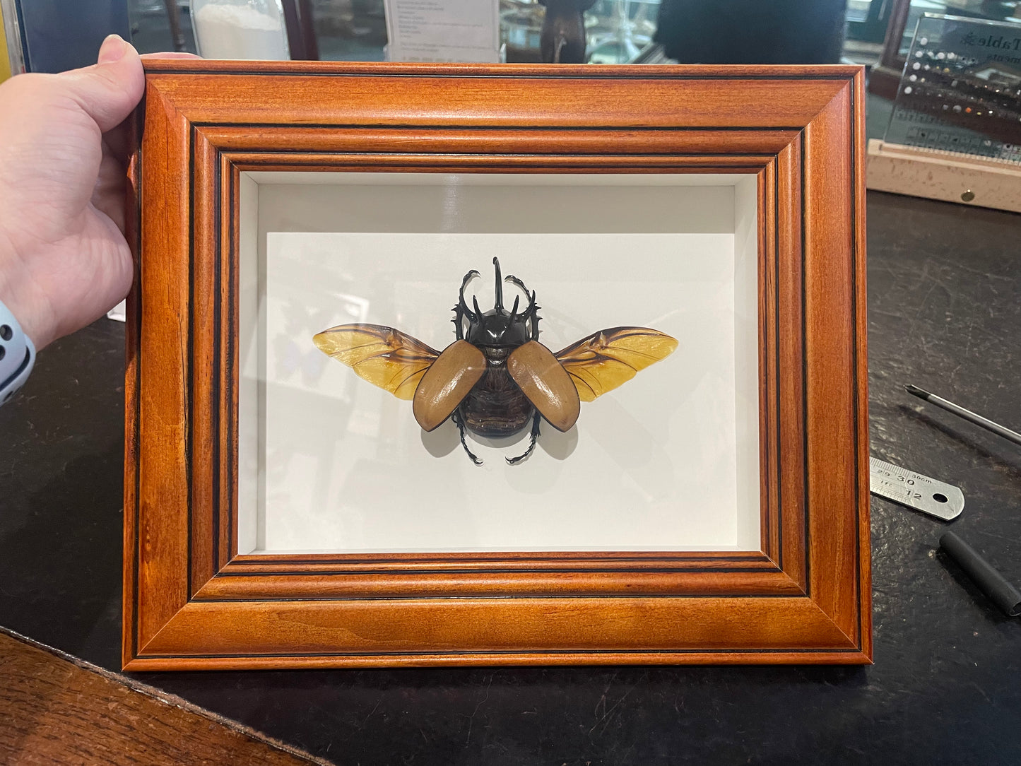 Five horned golden rhino beetle
