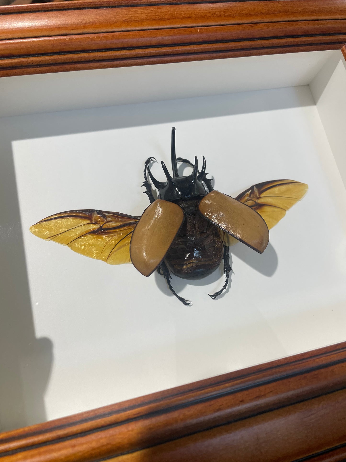 Five horned golden rhino beetle