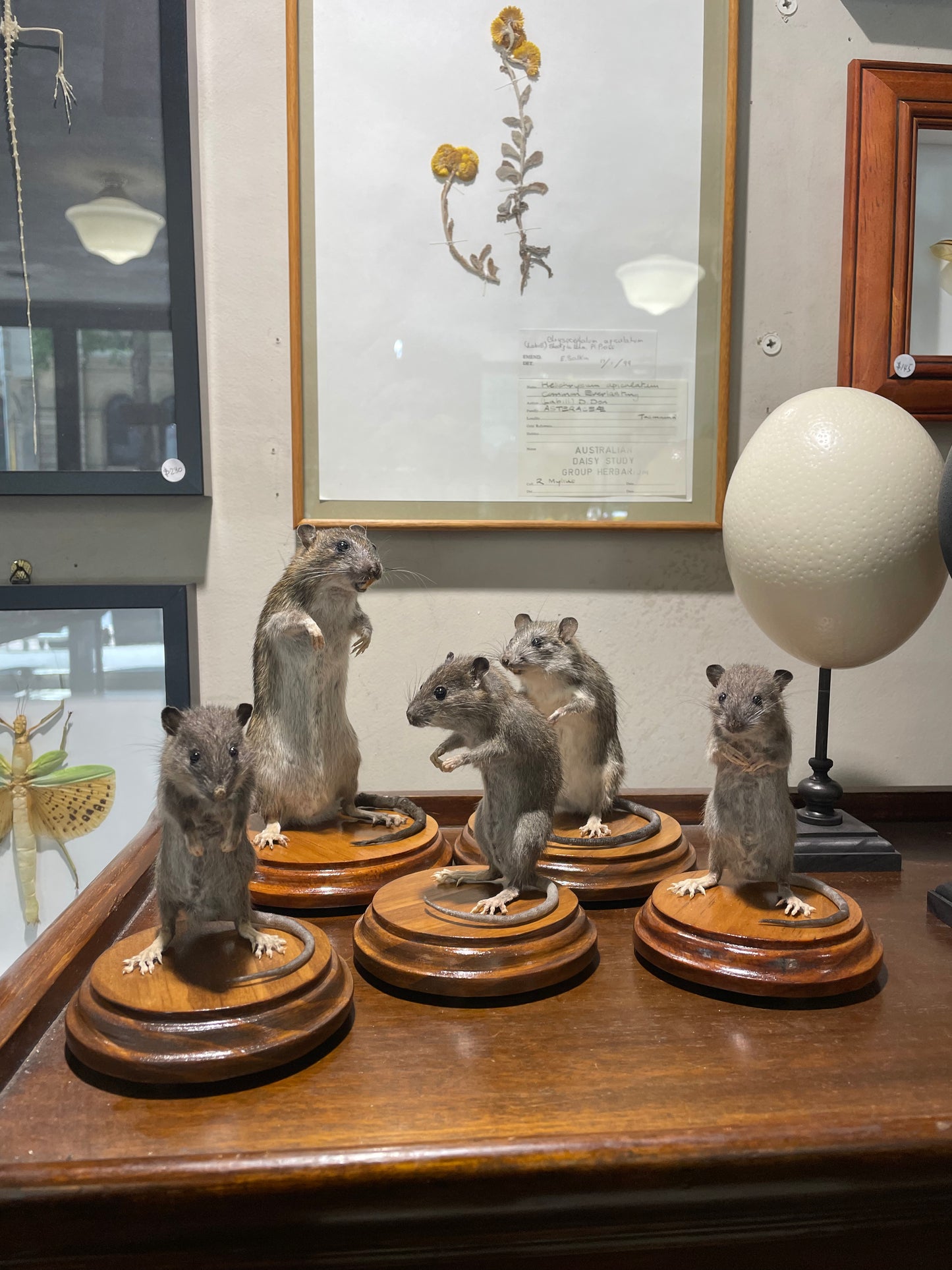 Taxidermy rats
