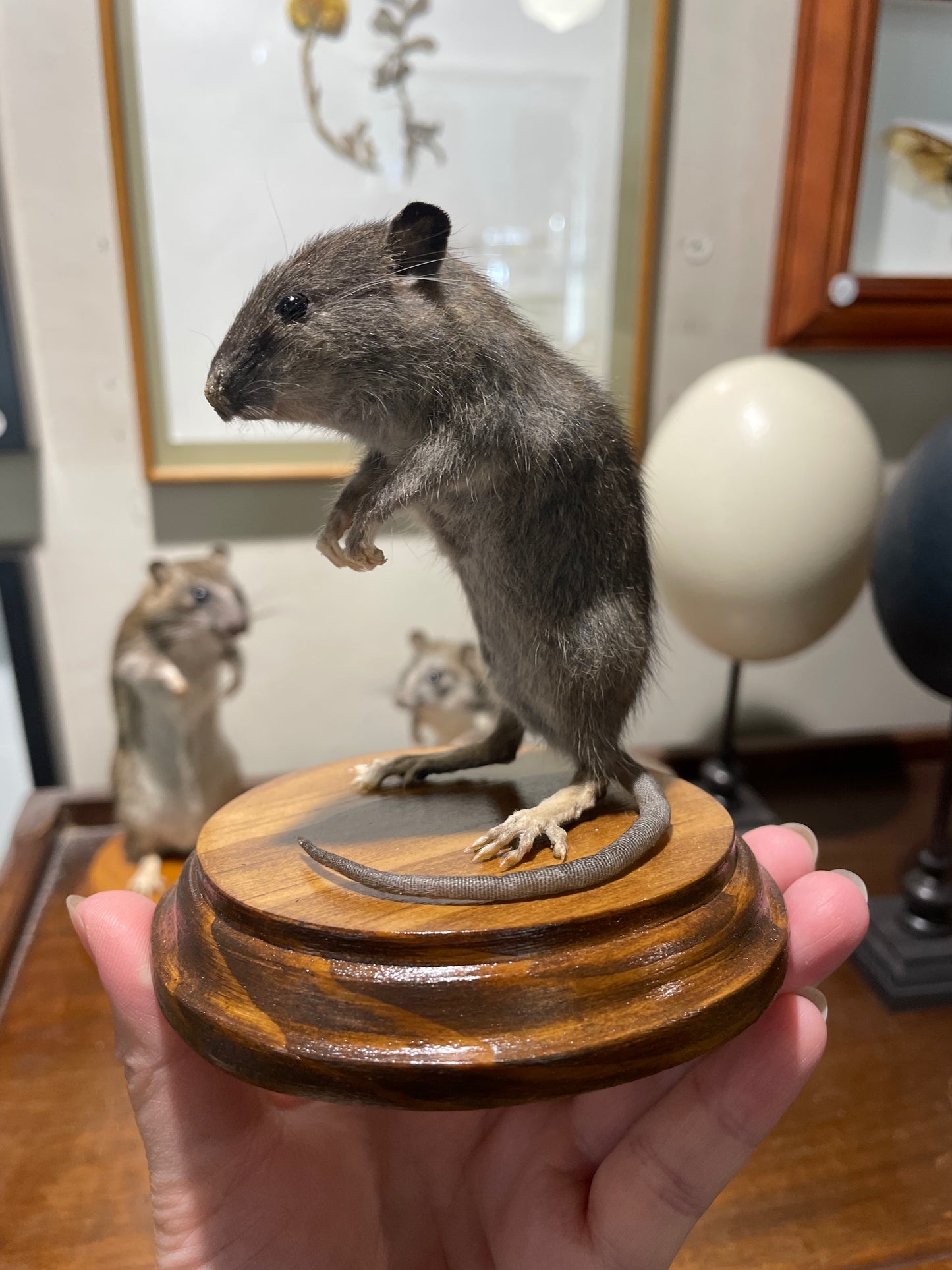 Taxidermy rats