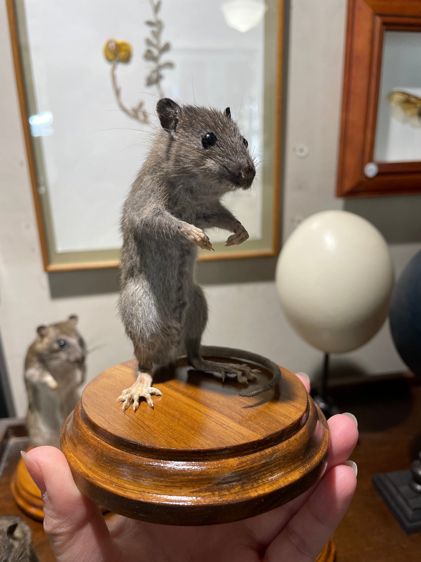 Taxidermy rats