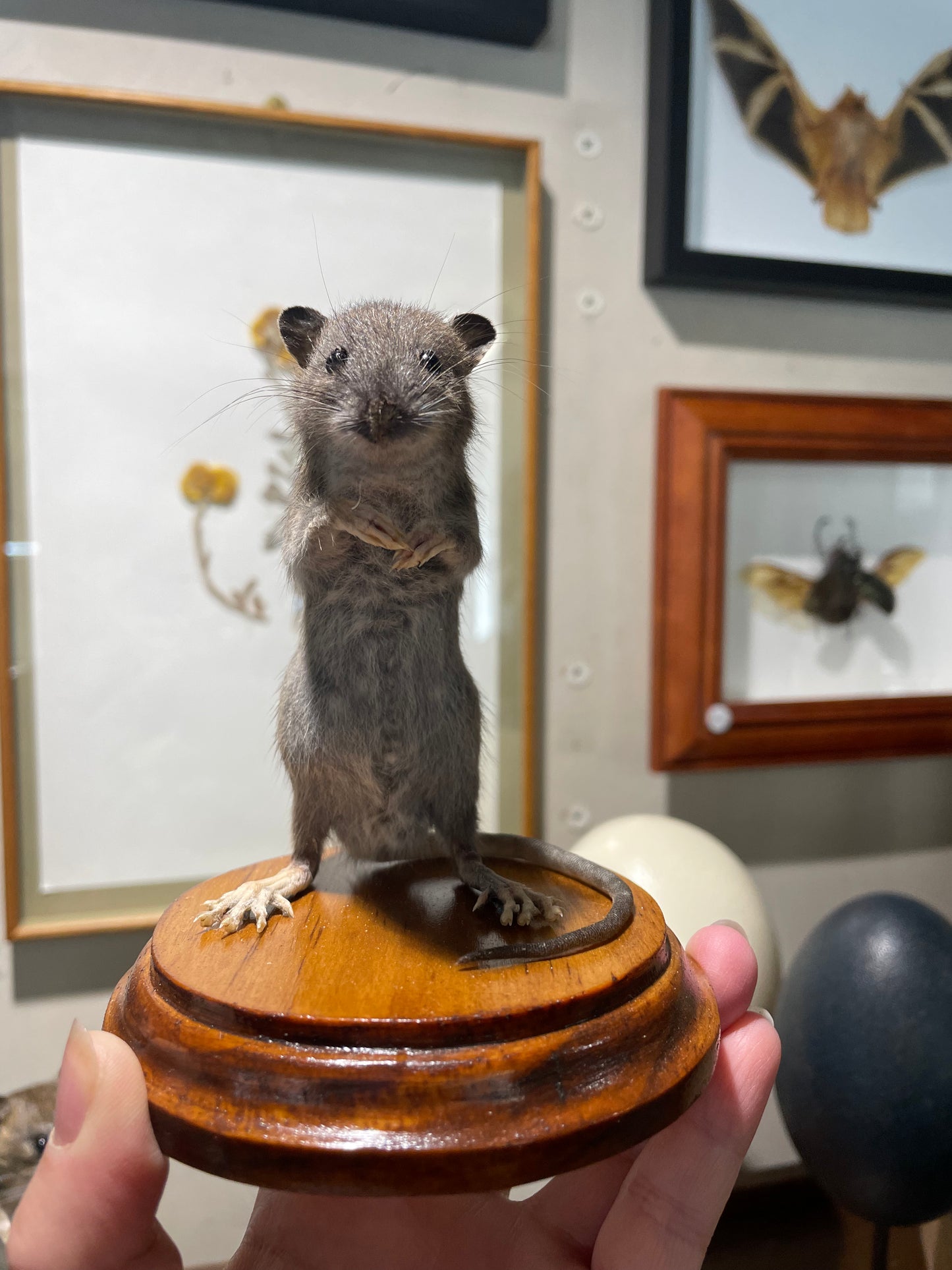 Taxidermy rats