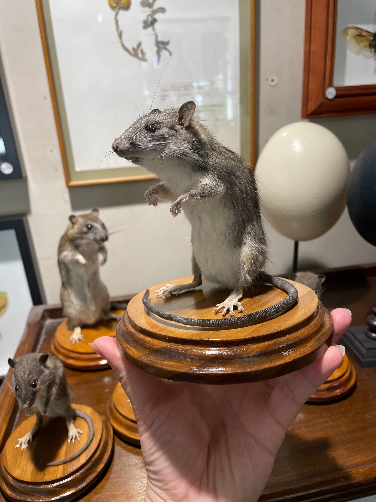 Taxidermy rats