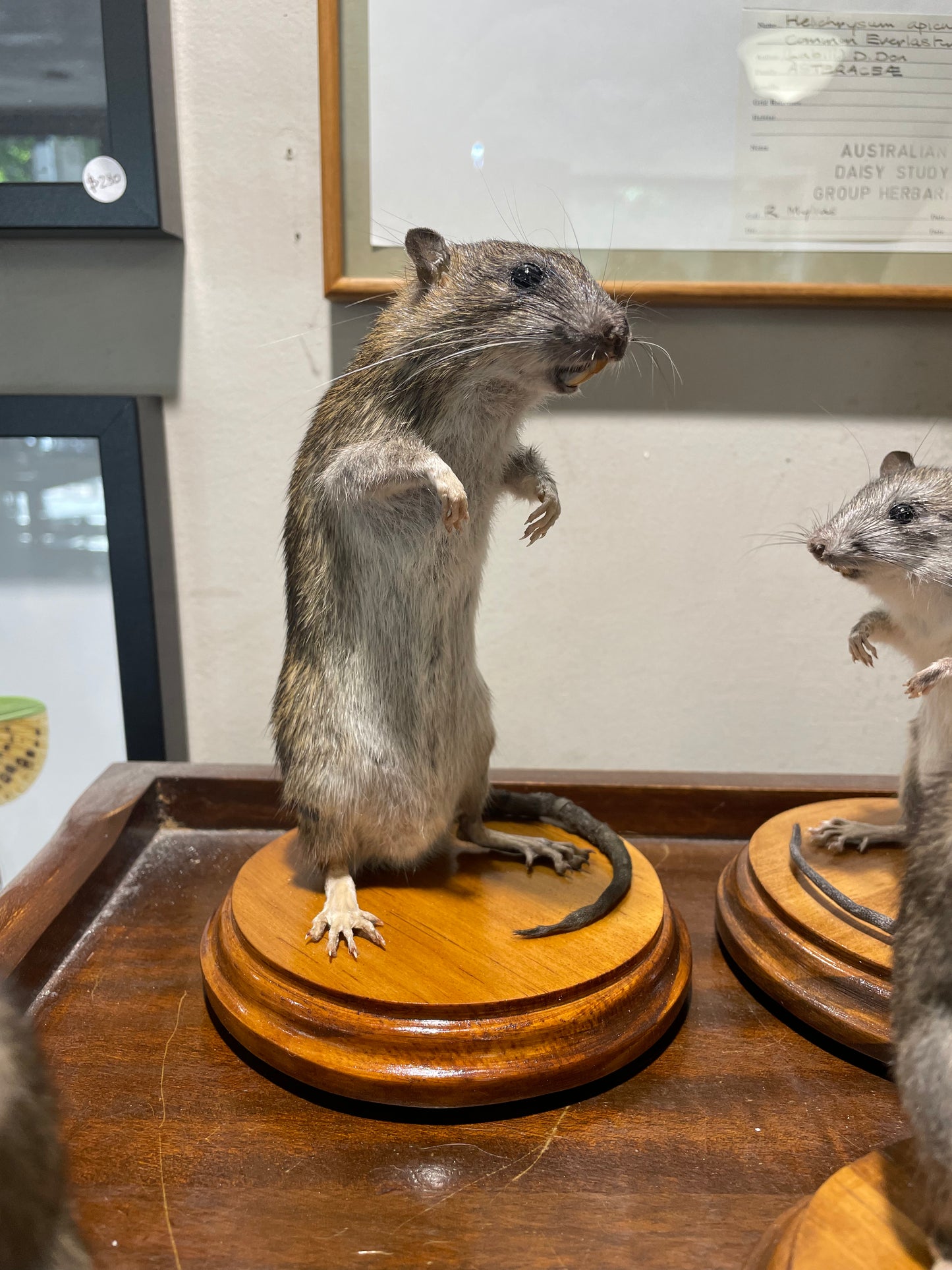 Taxidermy rats