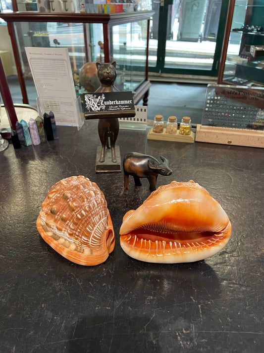 Giant bullmouth sea shell