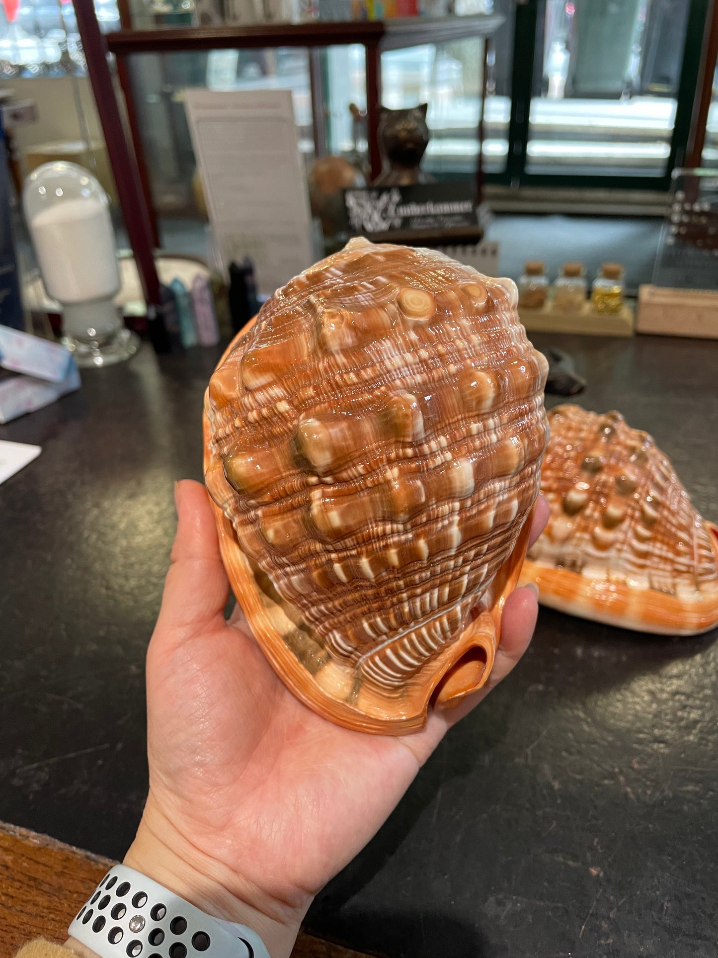 Giant bullmouth sea shell