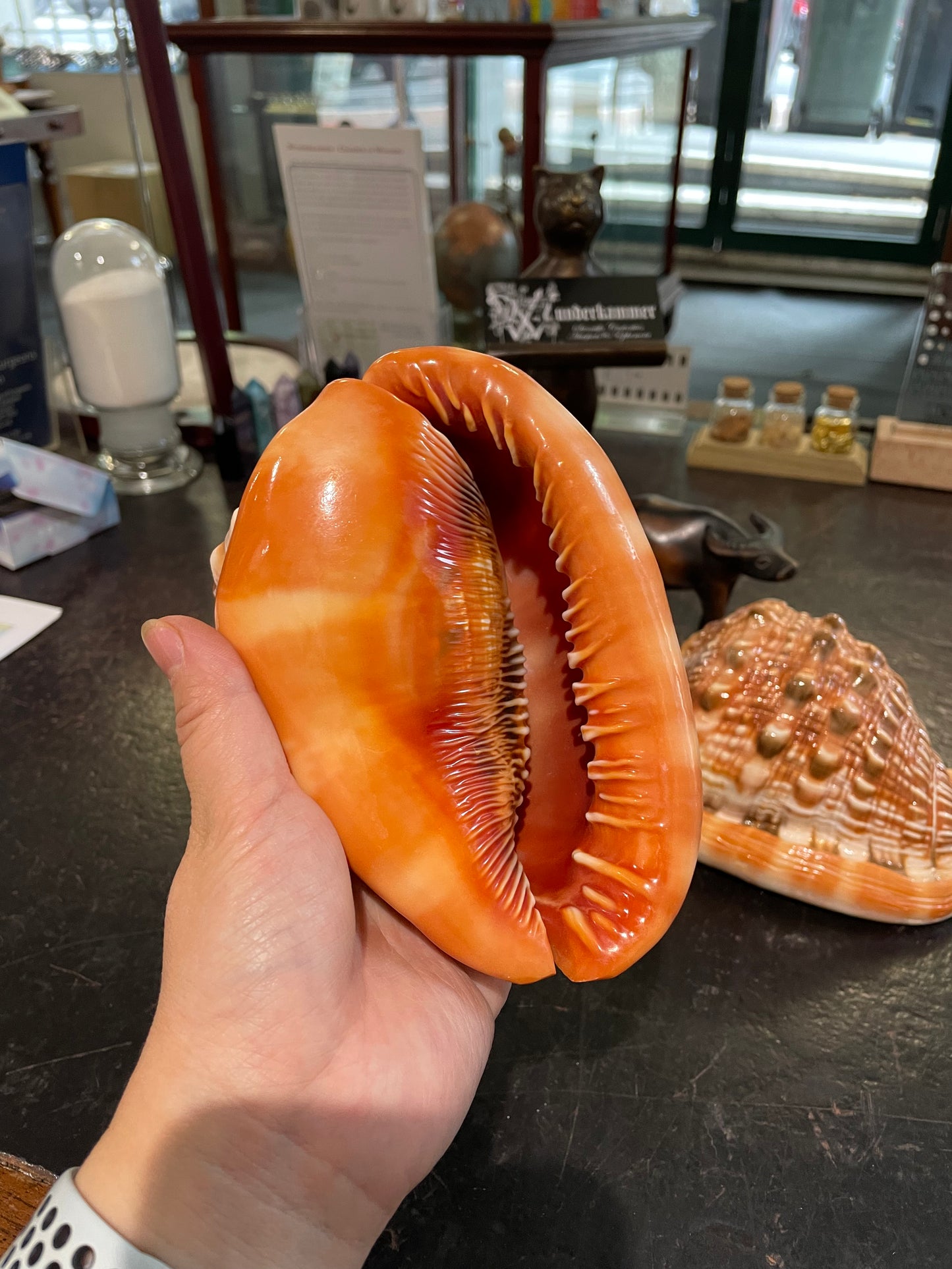 Giant bullmouth sea shell