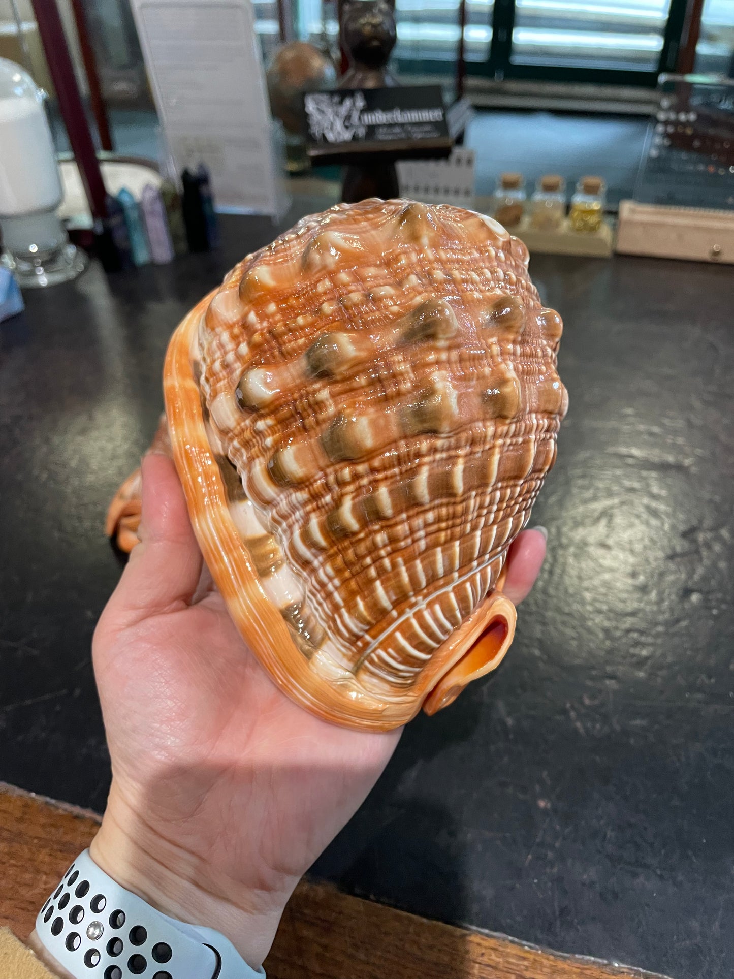 Giant bullmouth sea shell