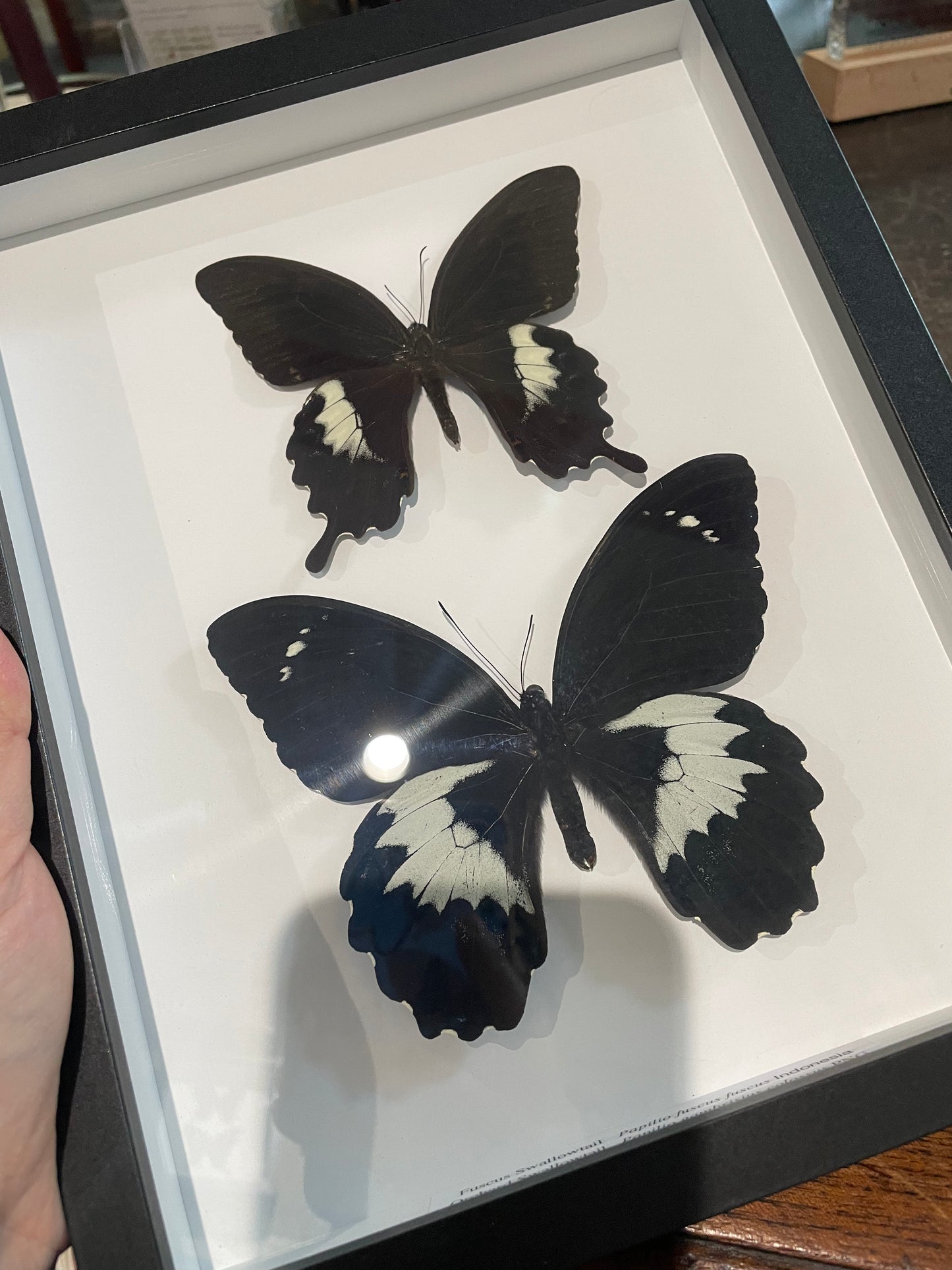 Framed double butterflies