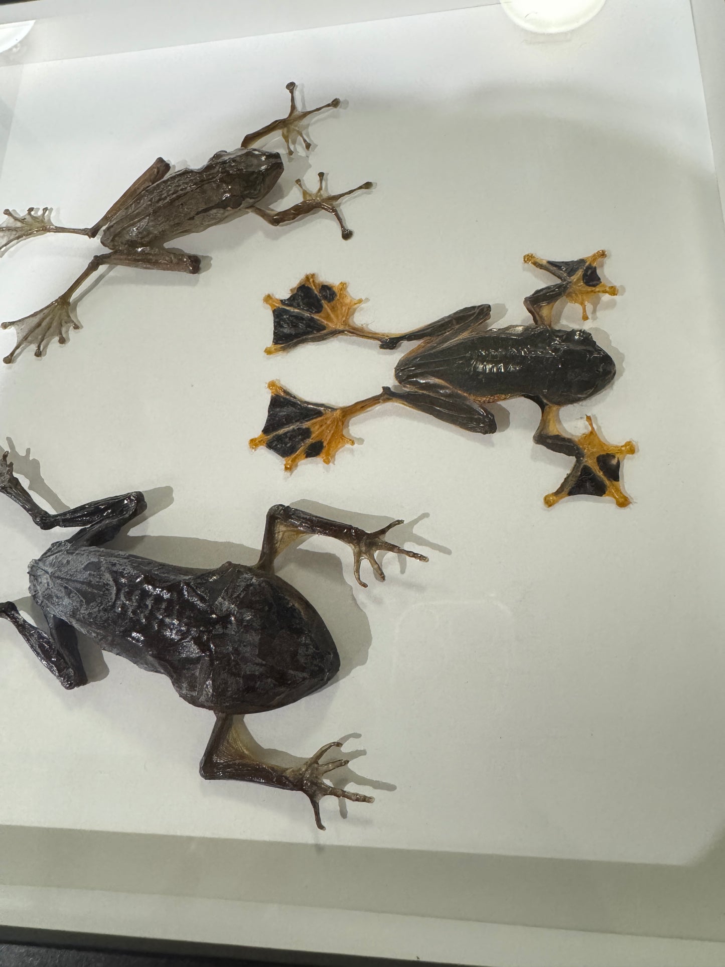 Frog trio