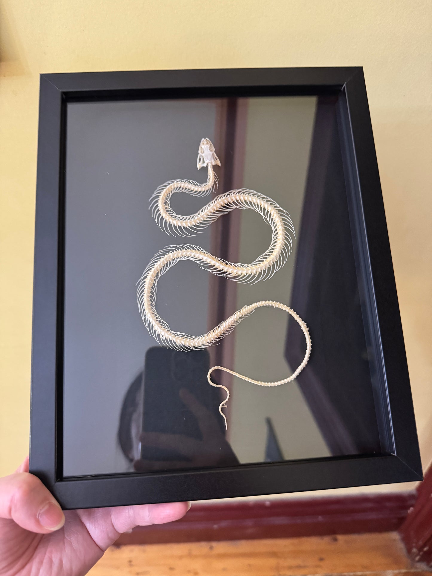 Snake skeleton