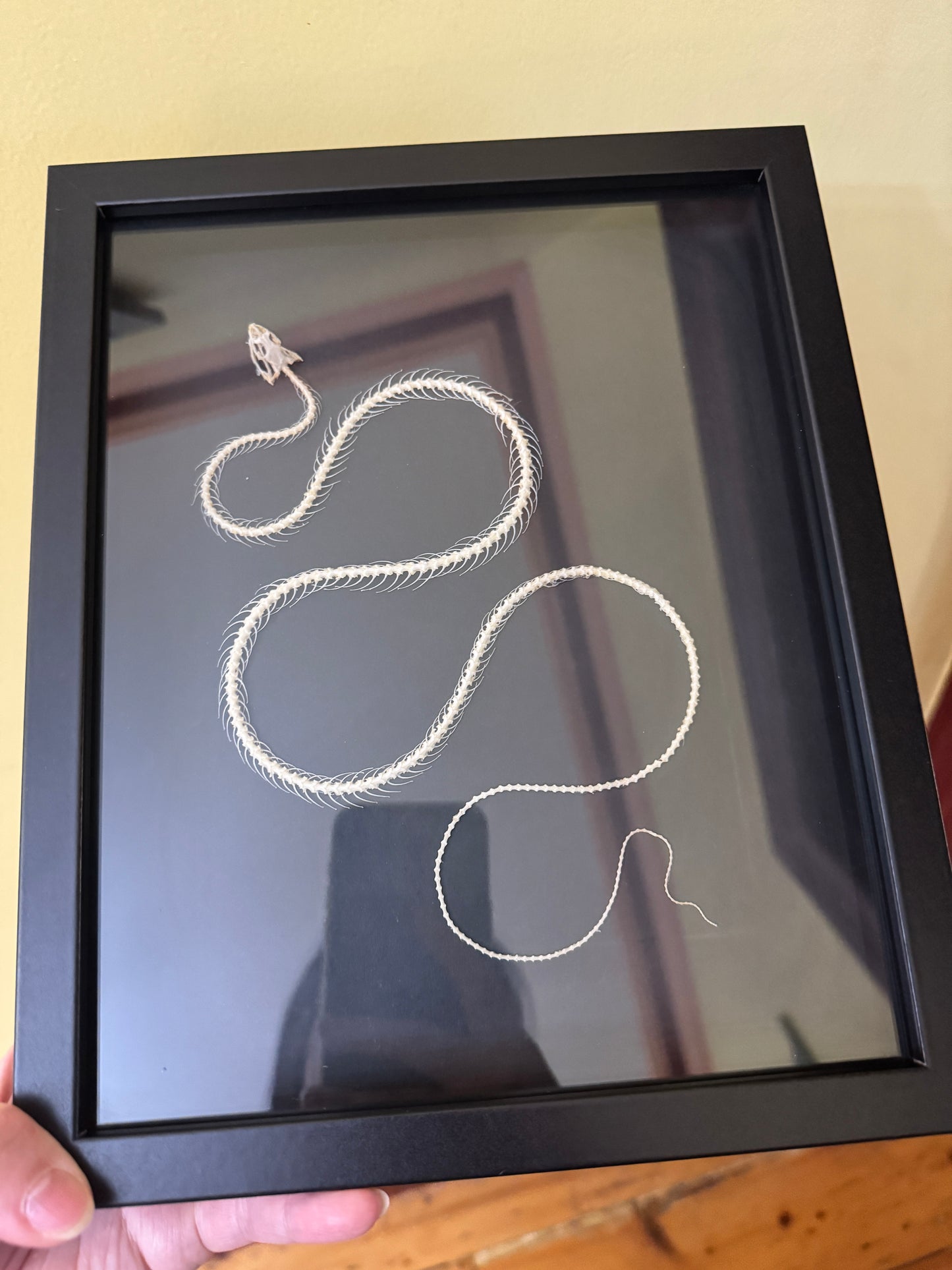 Snake skeleton