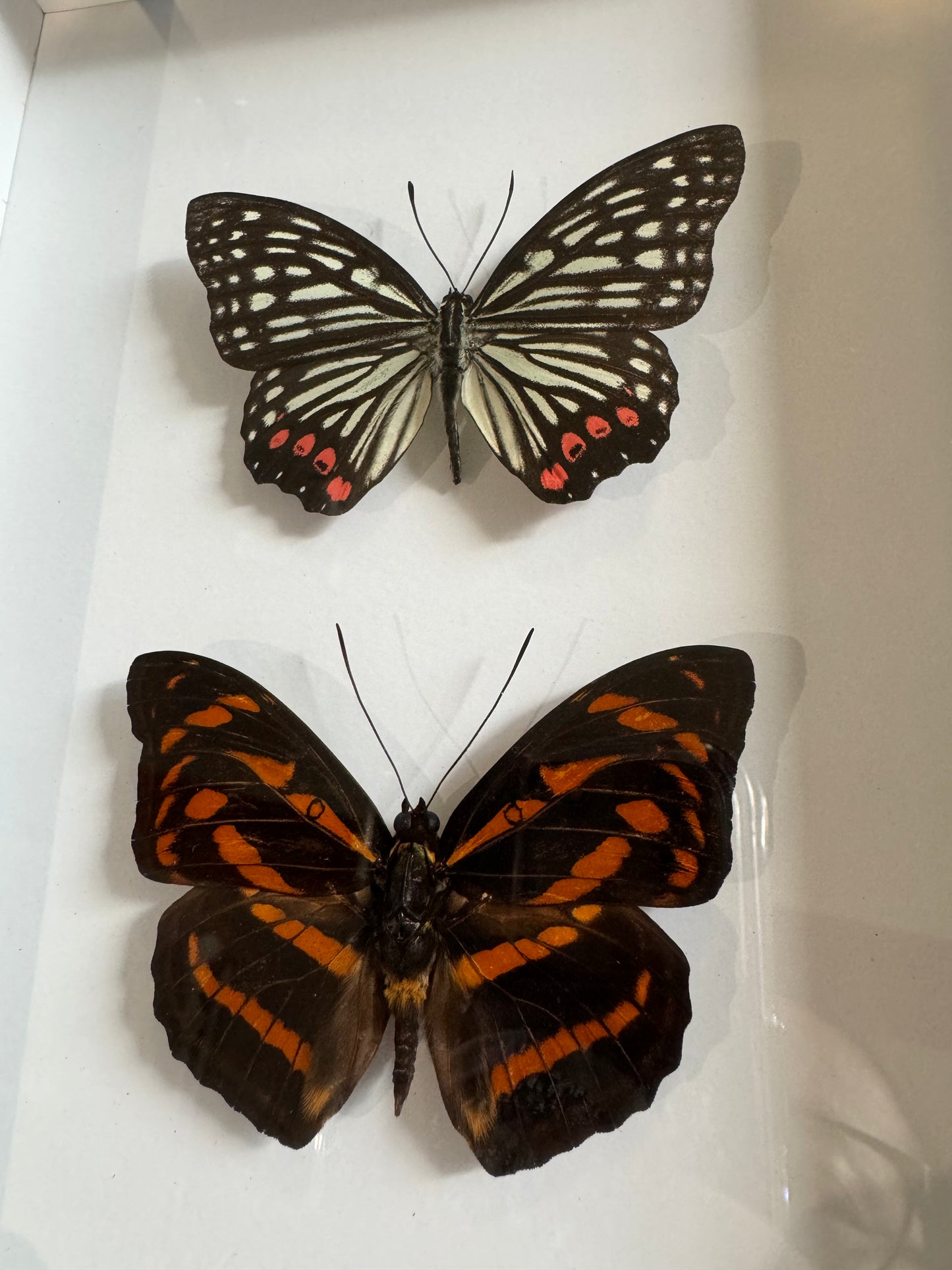 Double butterflies Small