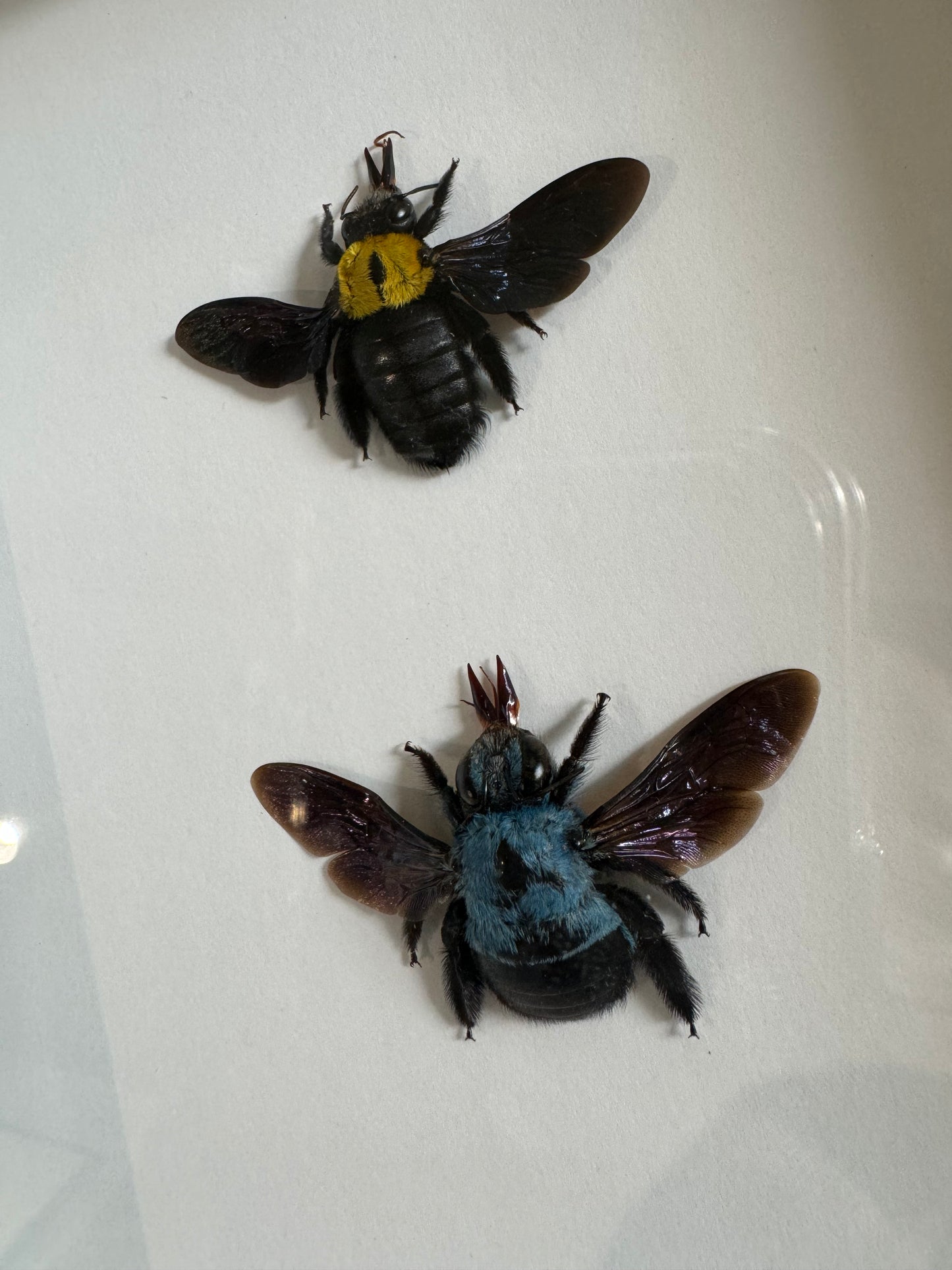 Carpenter Bees