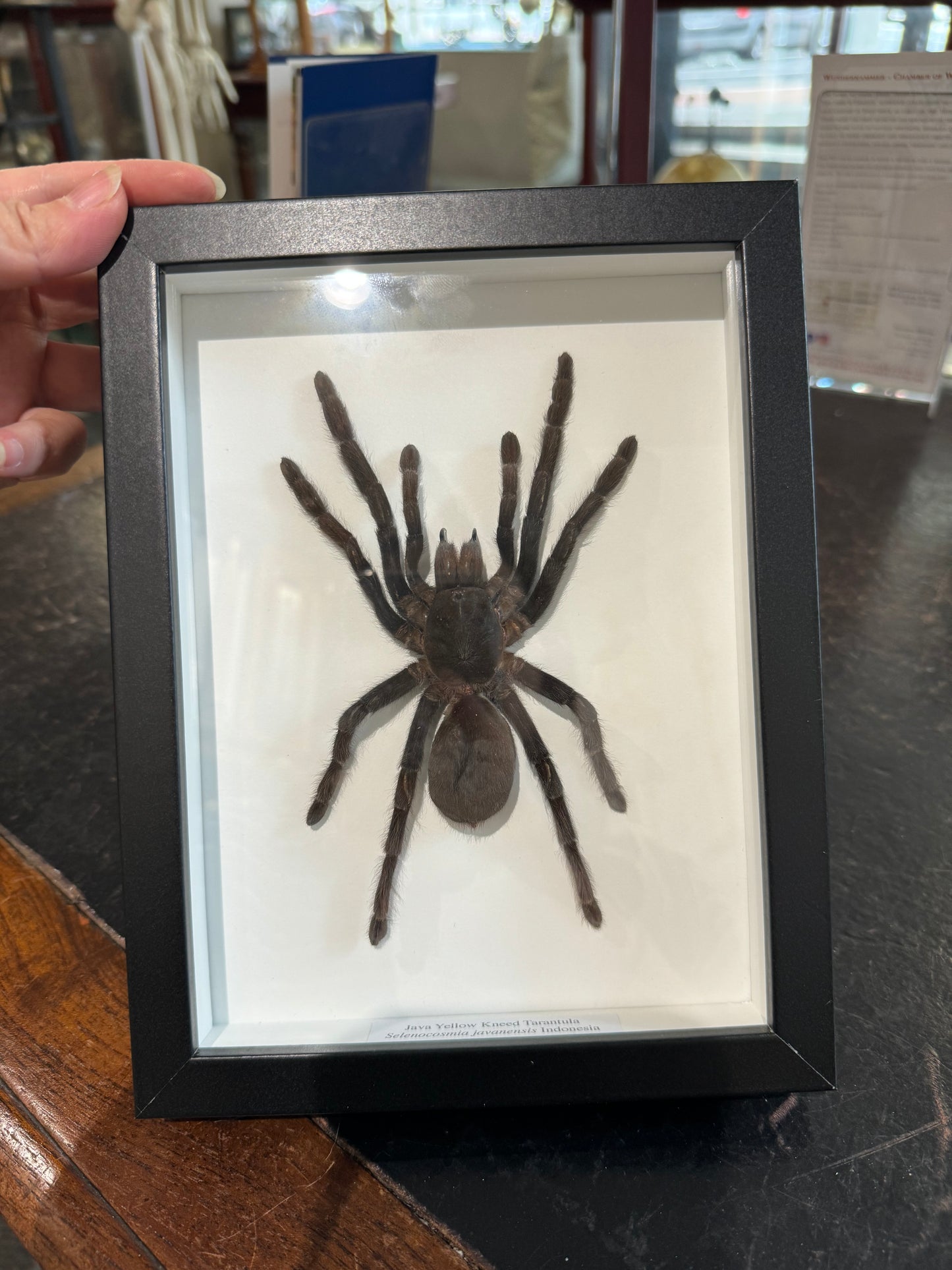 Java Yellow Kneed Tarantula