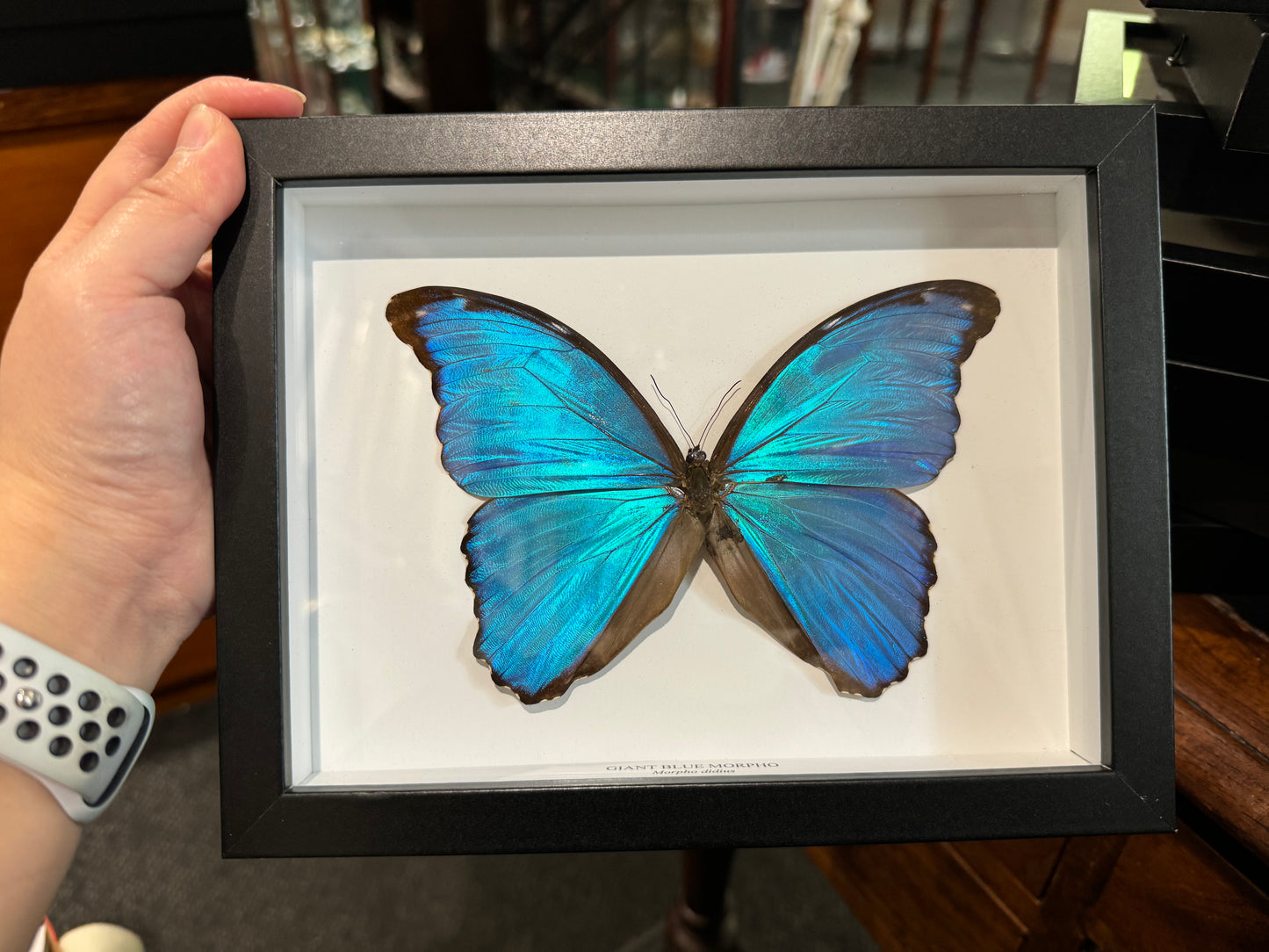 Giant Blue Morpho Butterfly