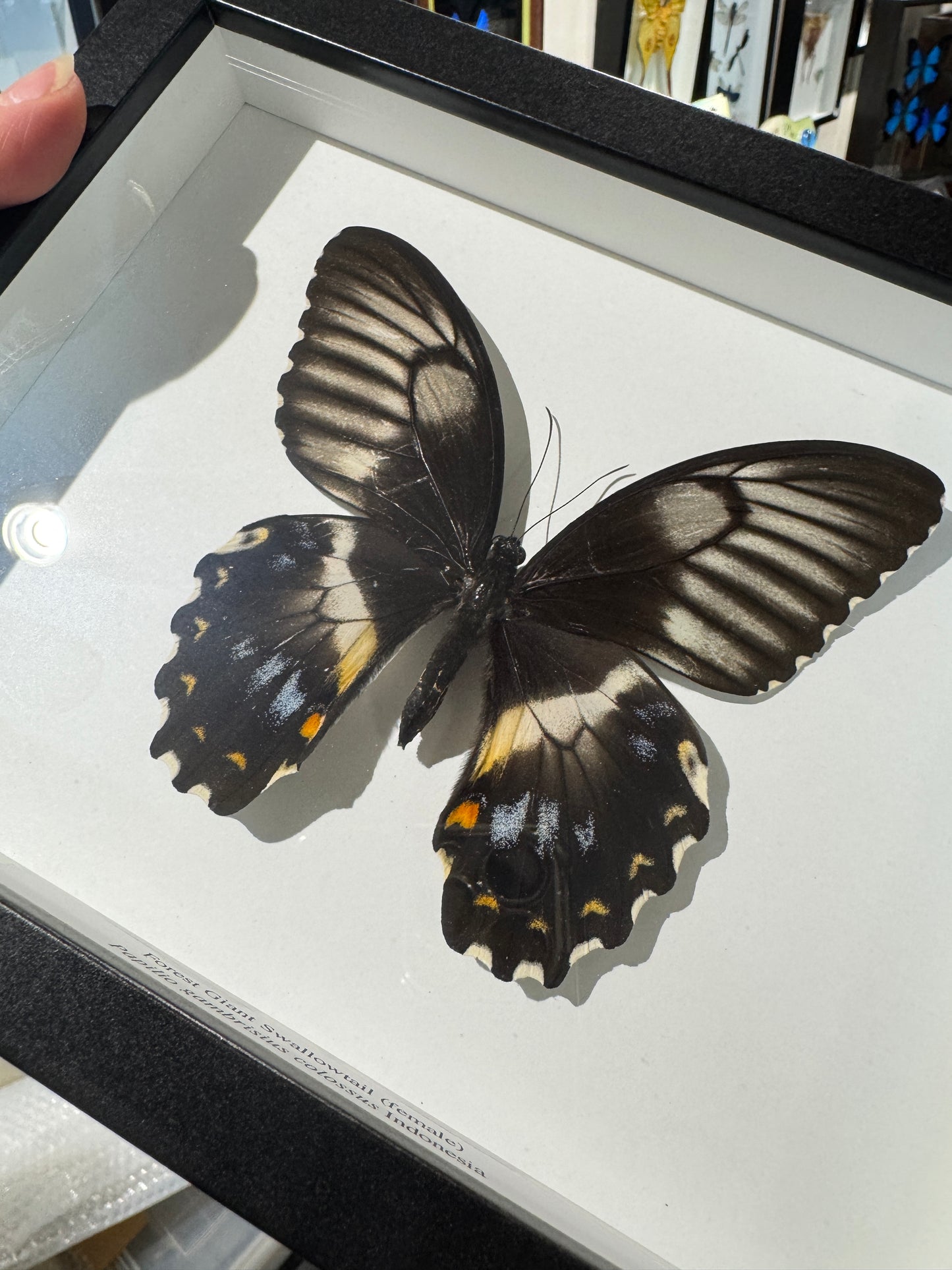 Forest Giant Swallowtail