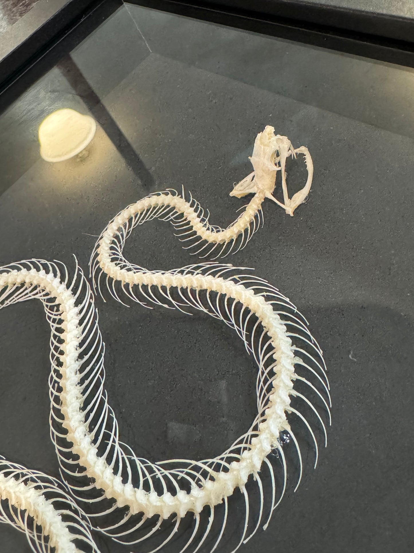 Snake skeleton