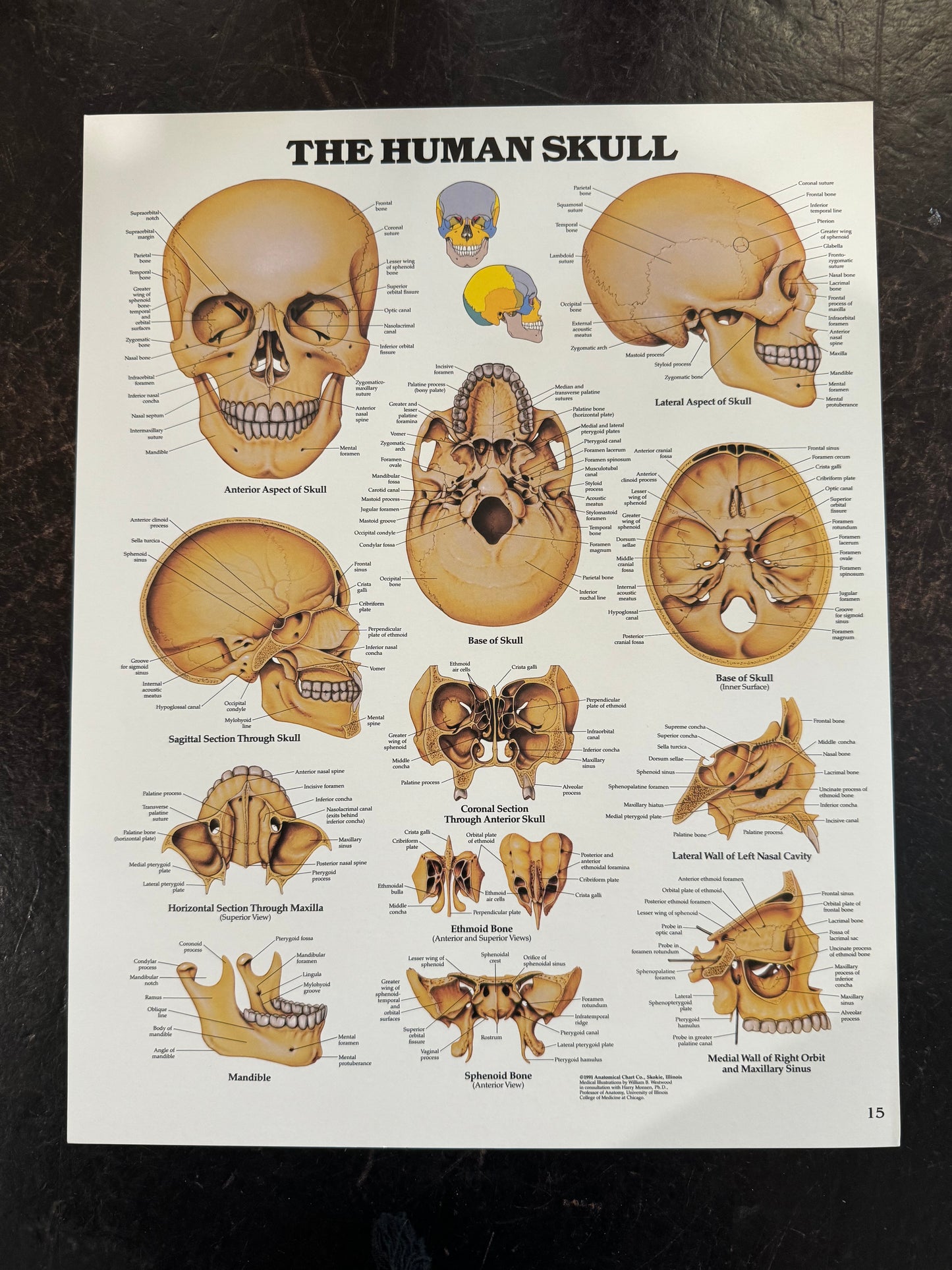 Anatomic posters small