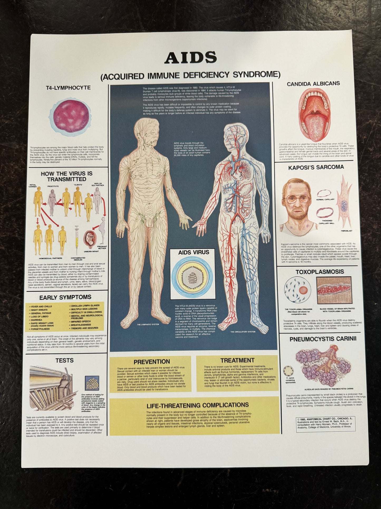 Anatomic posters small