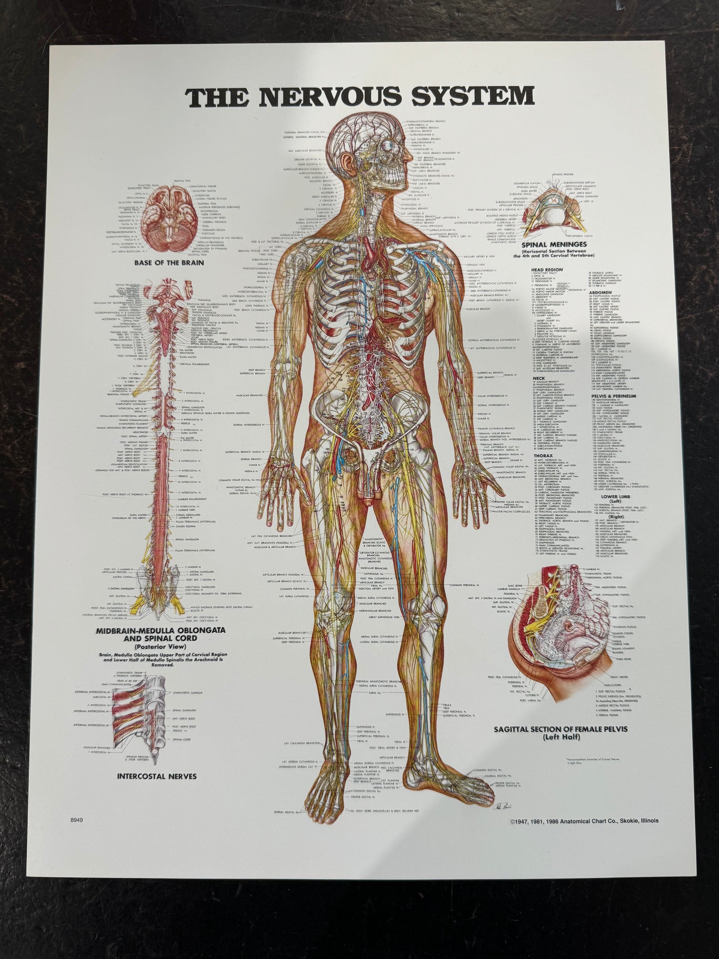 Anatomic posters small