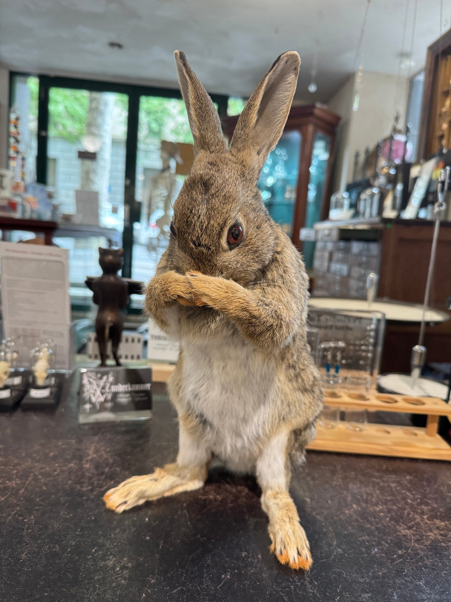 Taxidermy bunny rabbits