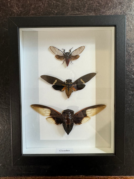 3 Cicadas