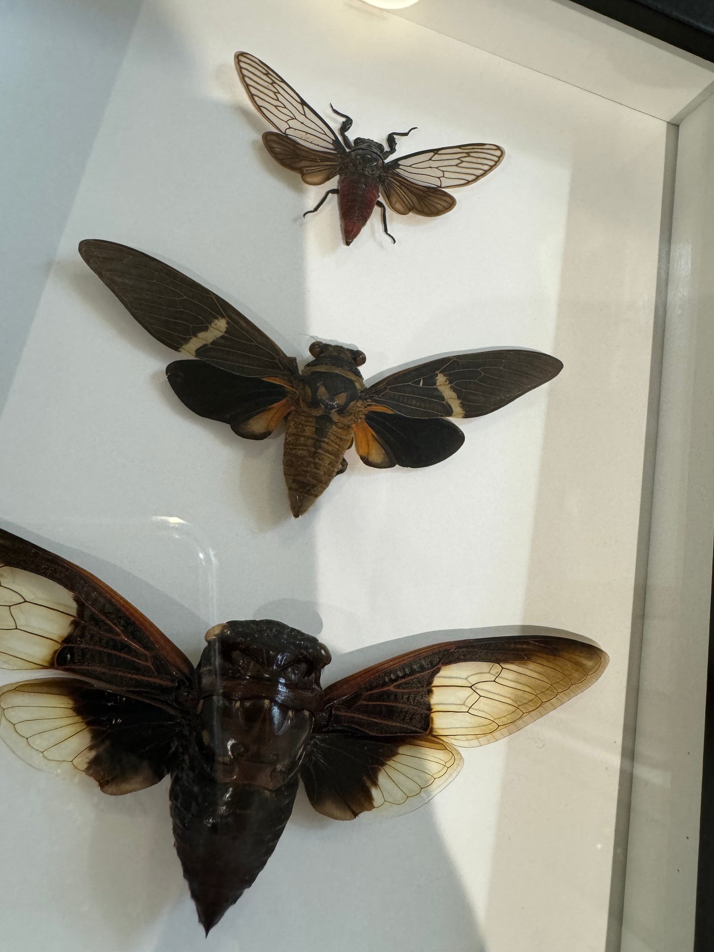 3 Cicadas