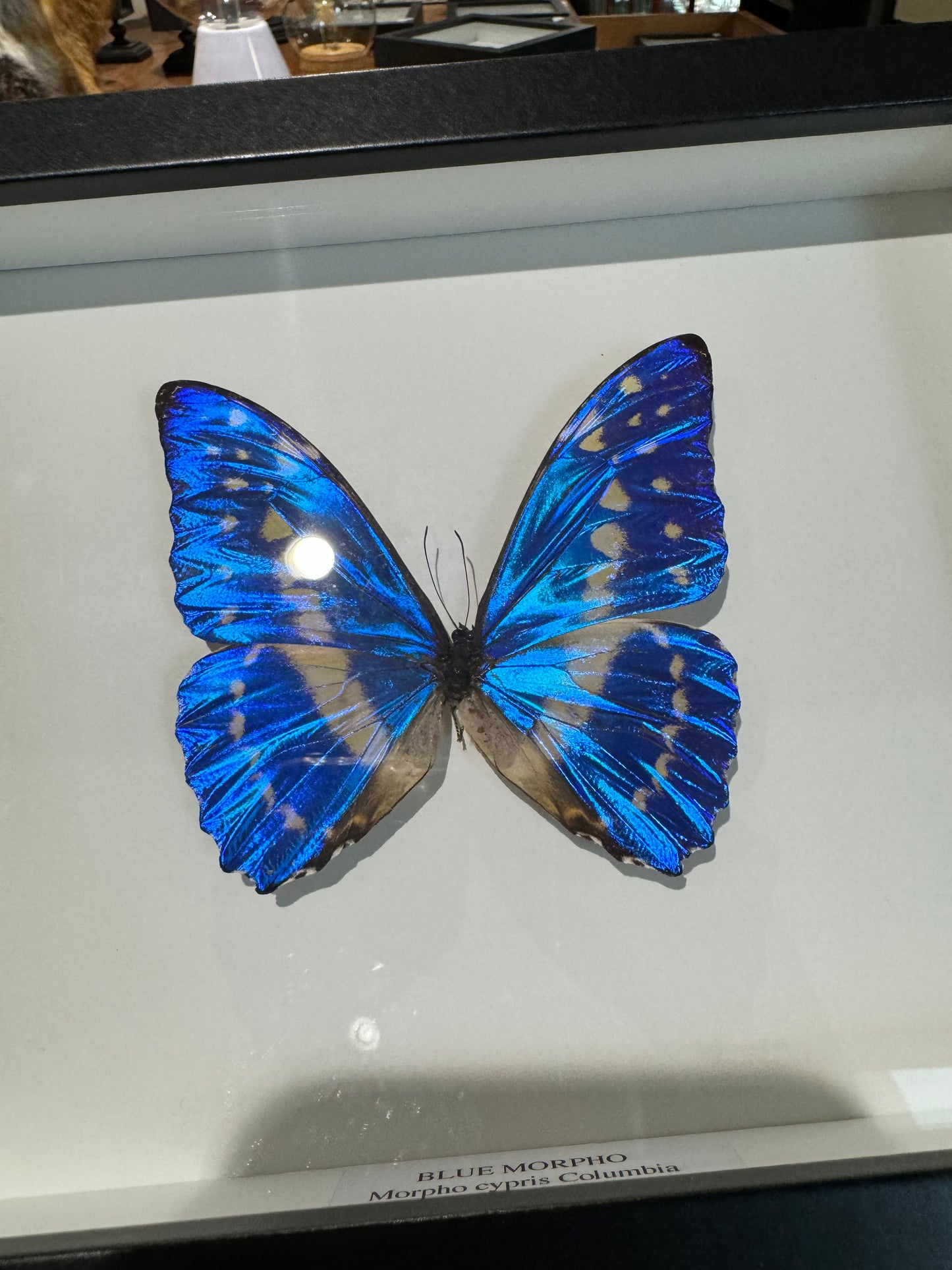 Blue Morpho cypris Columbia