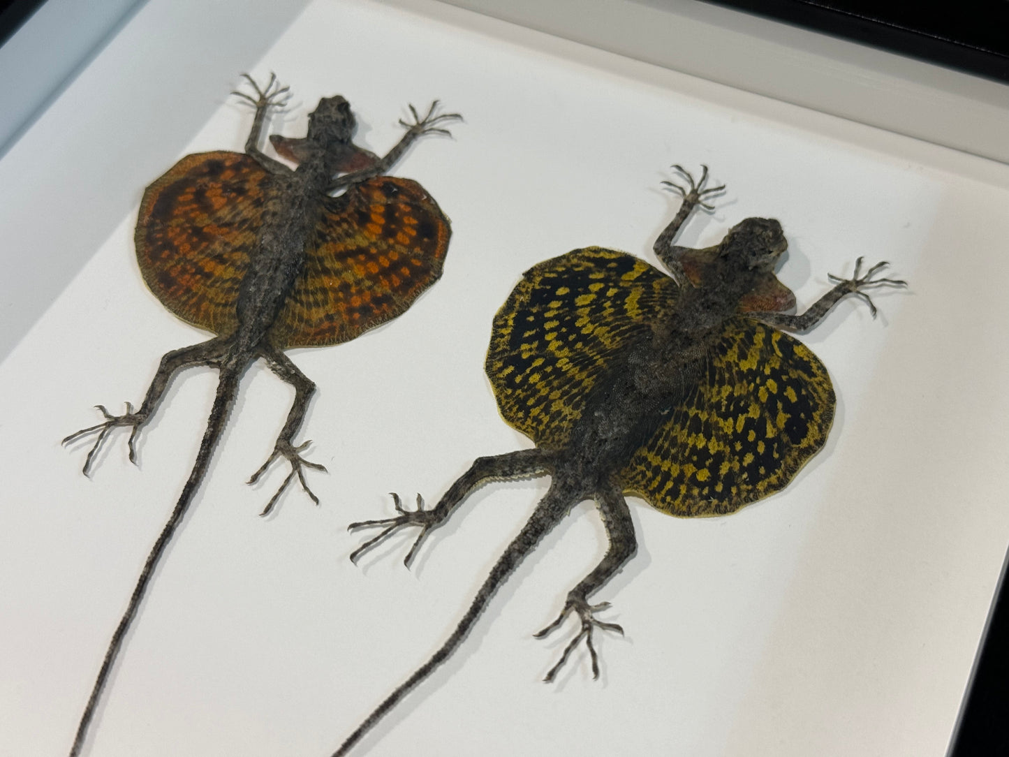 Double flying dragon