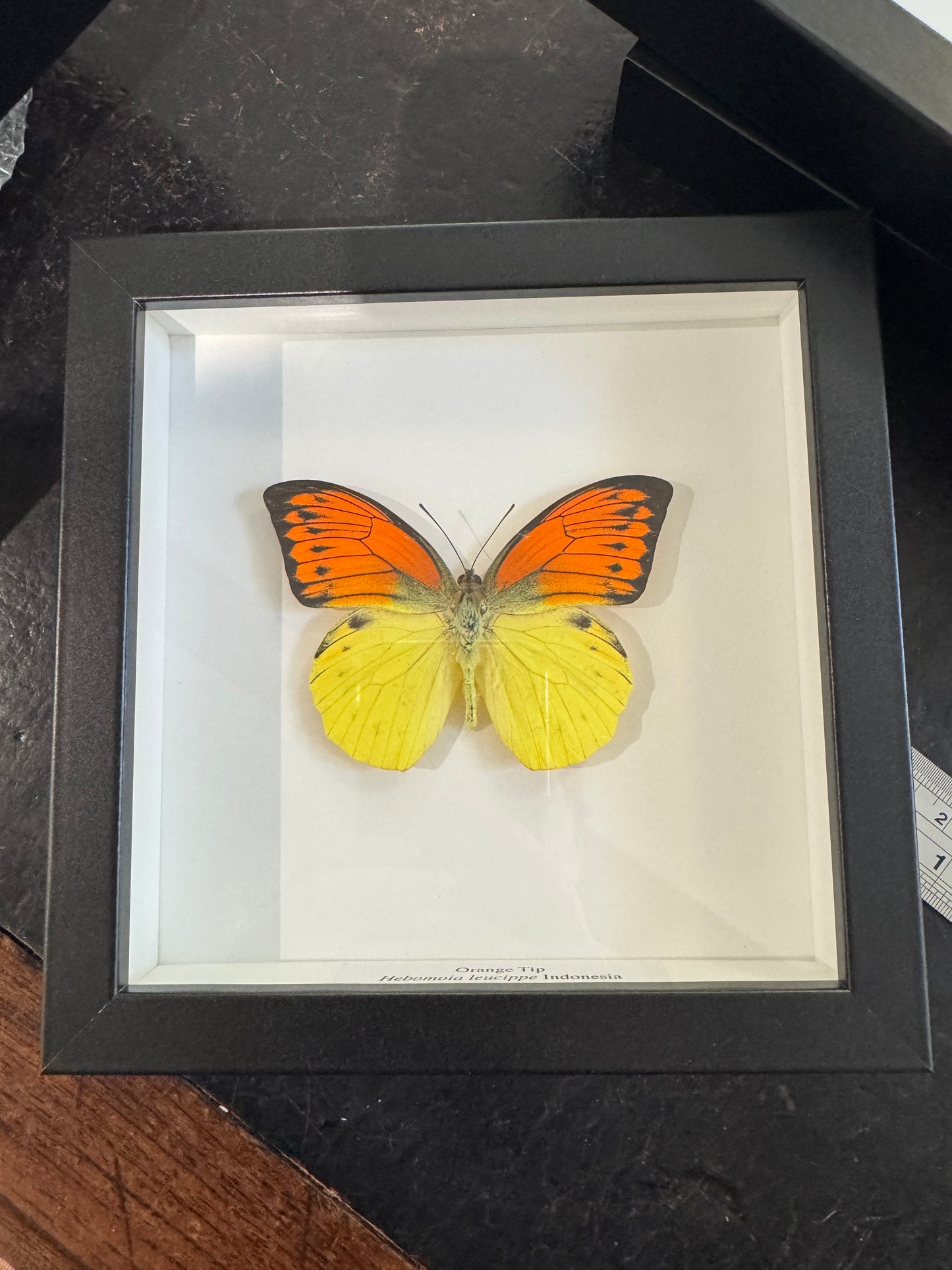 Orange Tip Butterfly