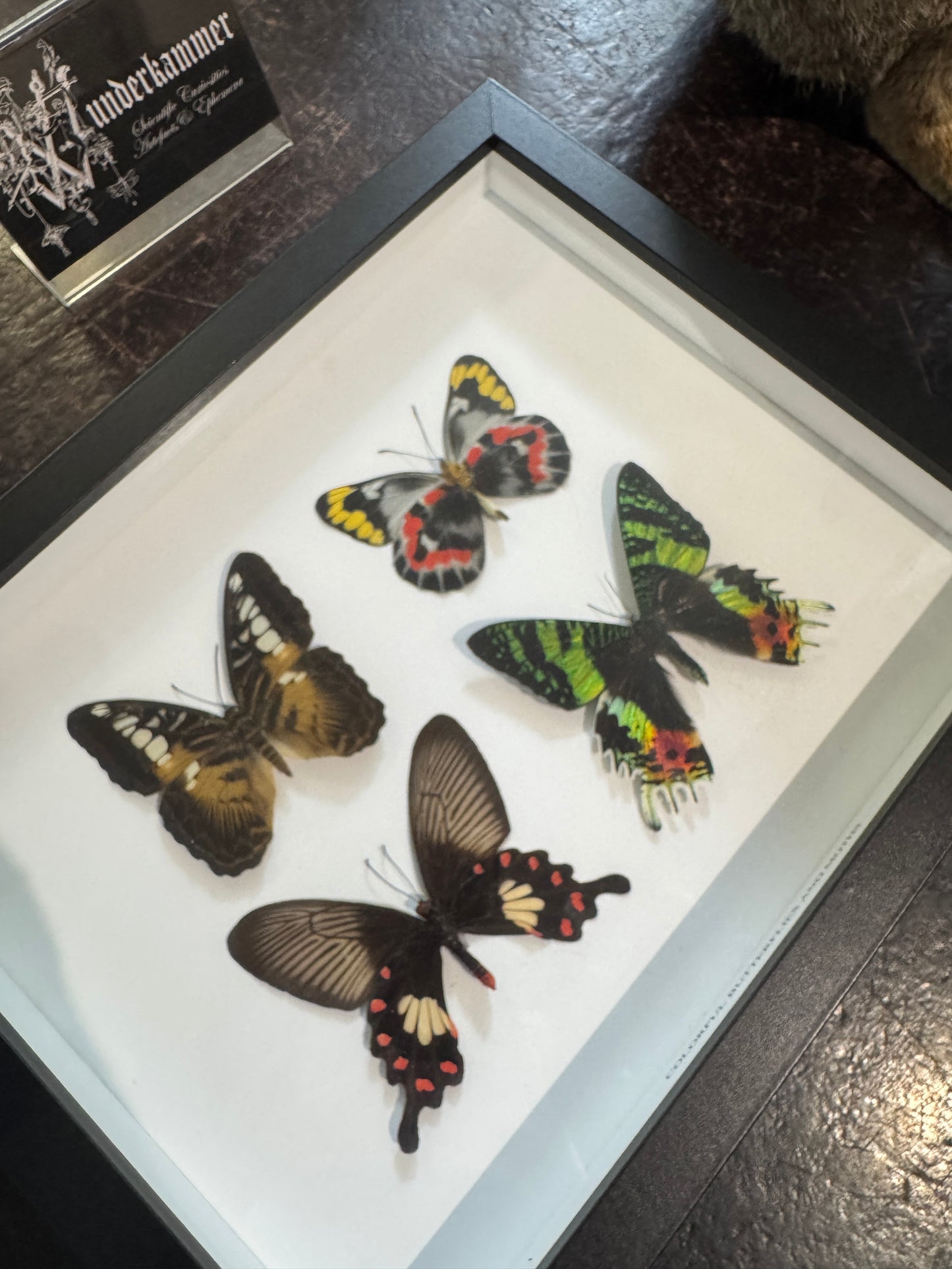 Colourful butterflies and moth