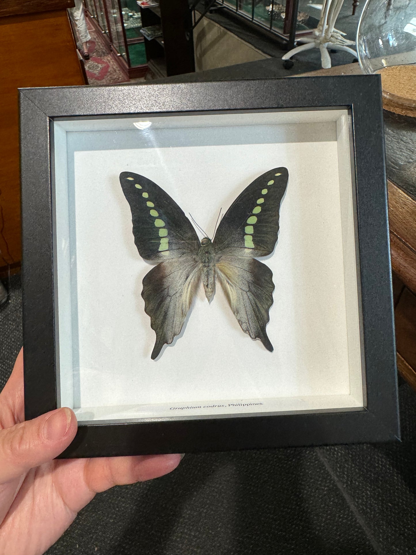 Graphium codrus, Philippines