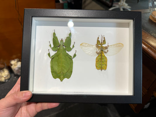 Pair of leaf insects