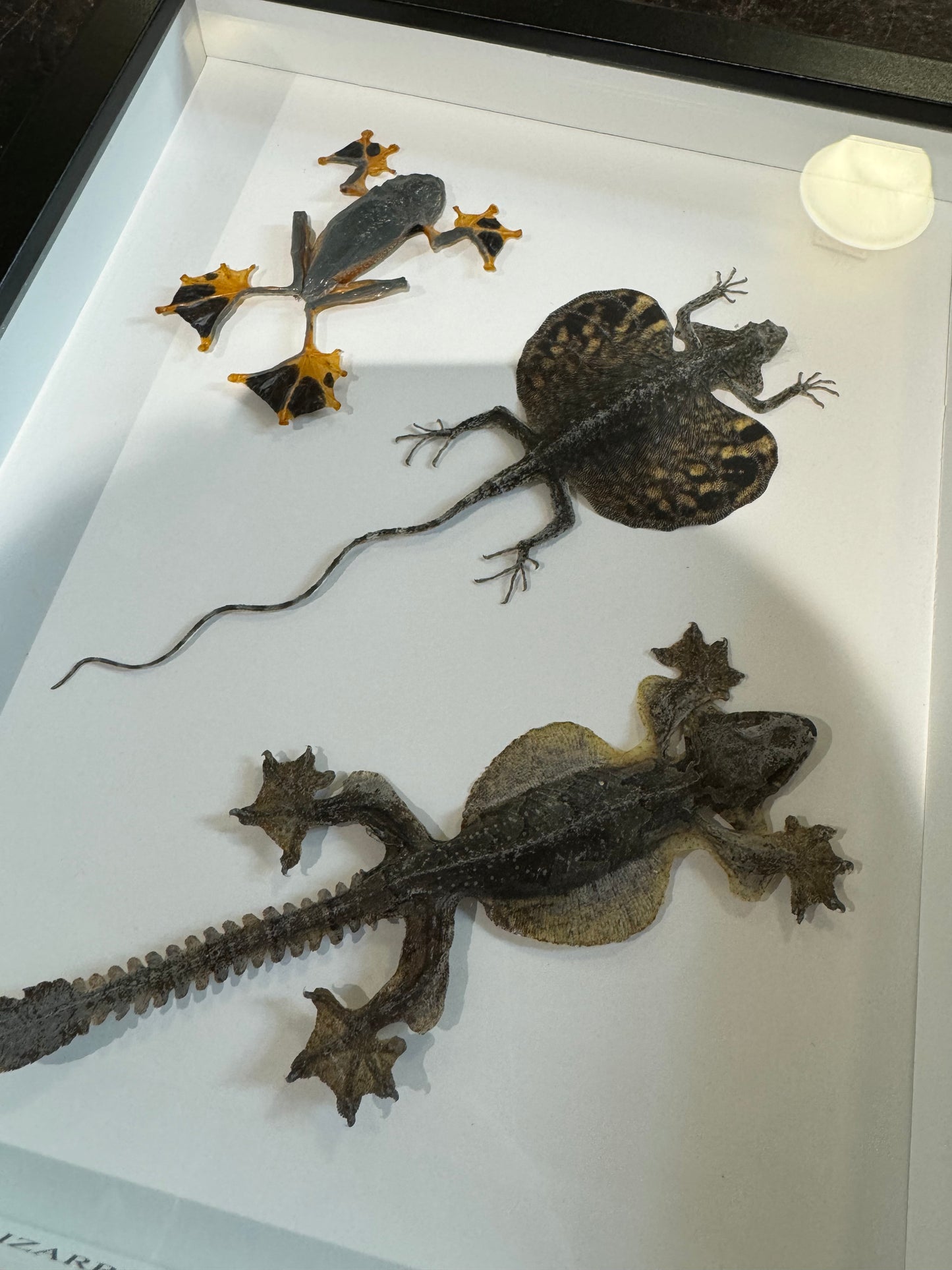 Bizarre Flying Animals