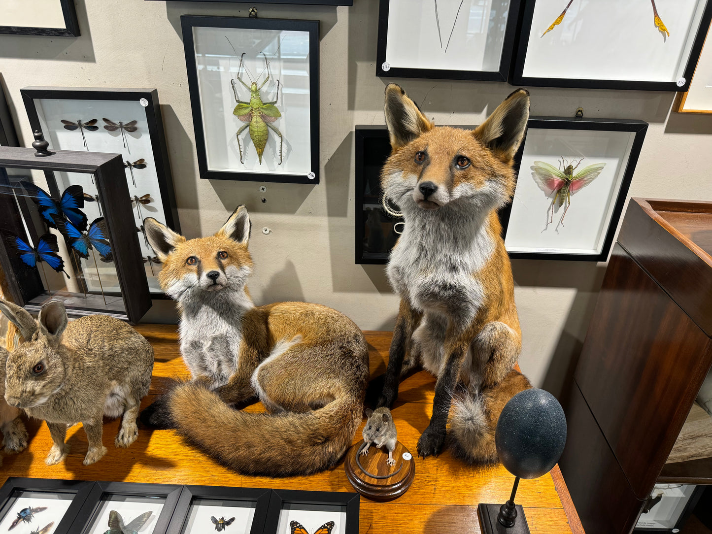 Taxidermy Foxes