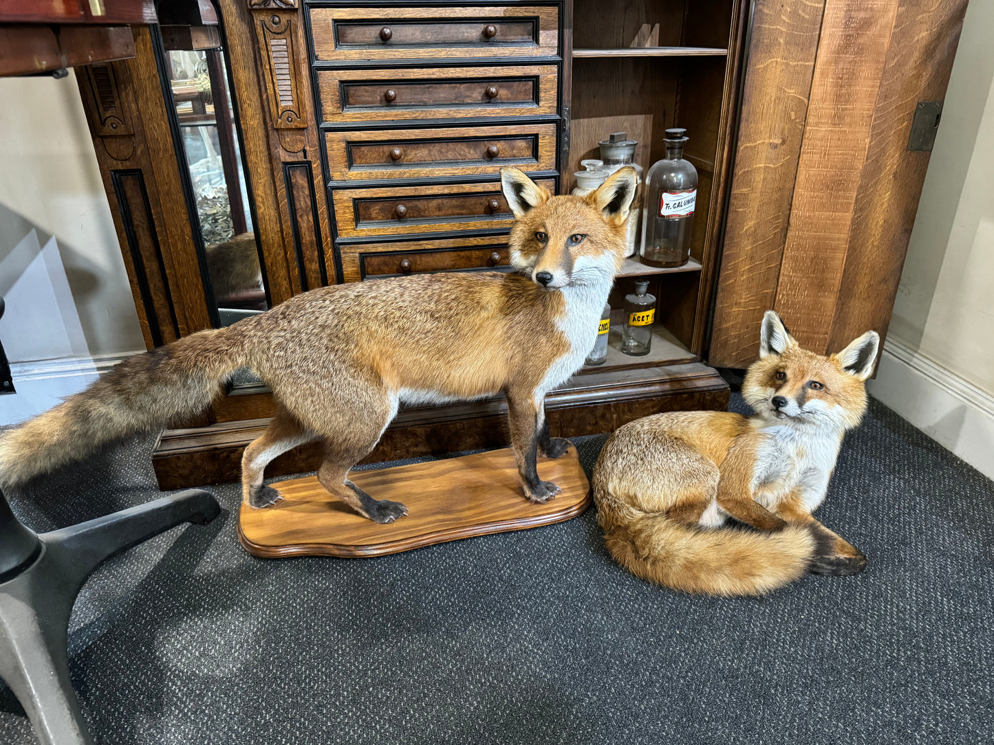 Taxidermy Foxes