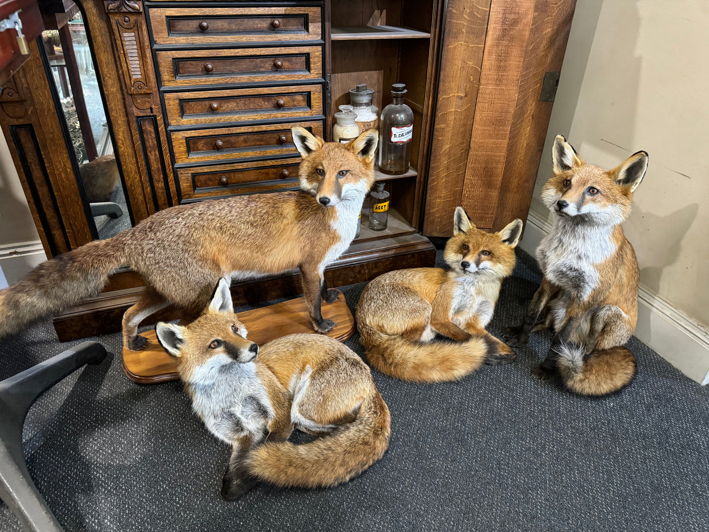 Taxidermy Foxes