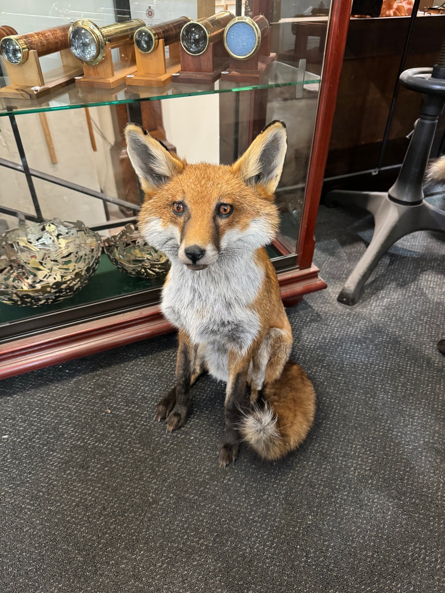 Taxidermy Foxes