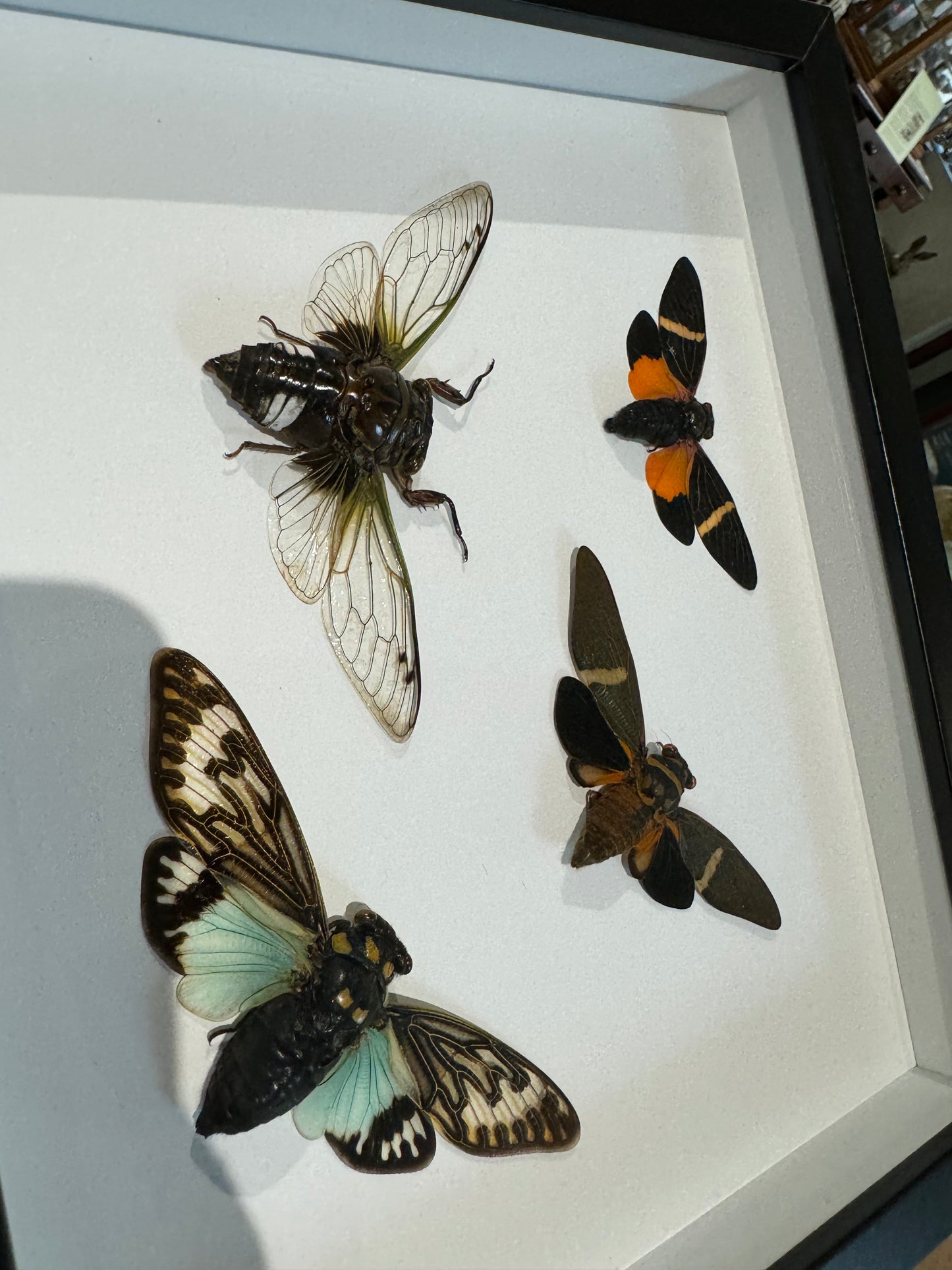 4 cicadas