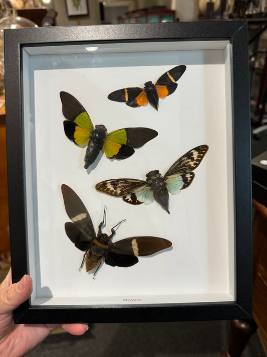 4 cicadas