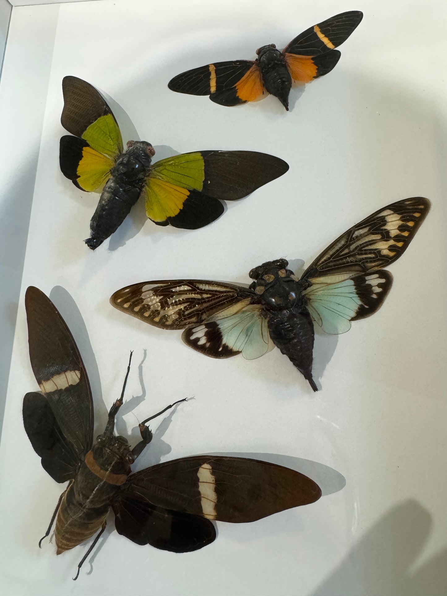 4 cicadas