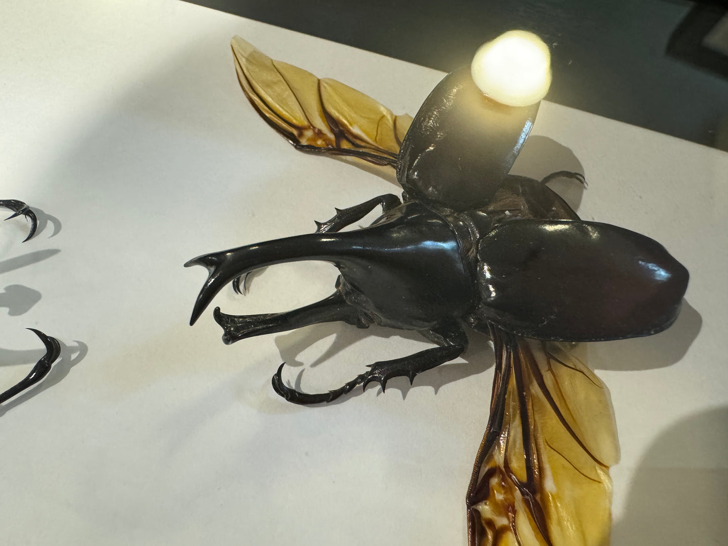 Double beetles