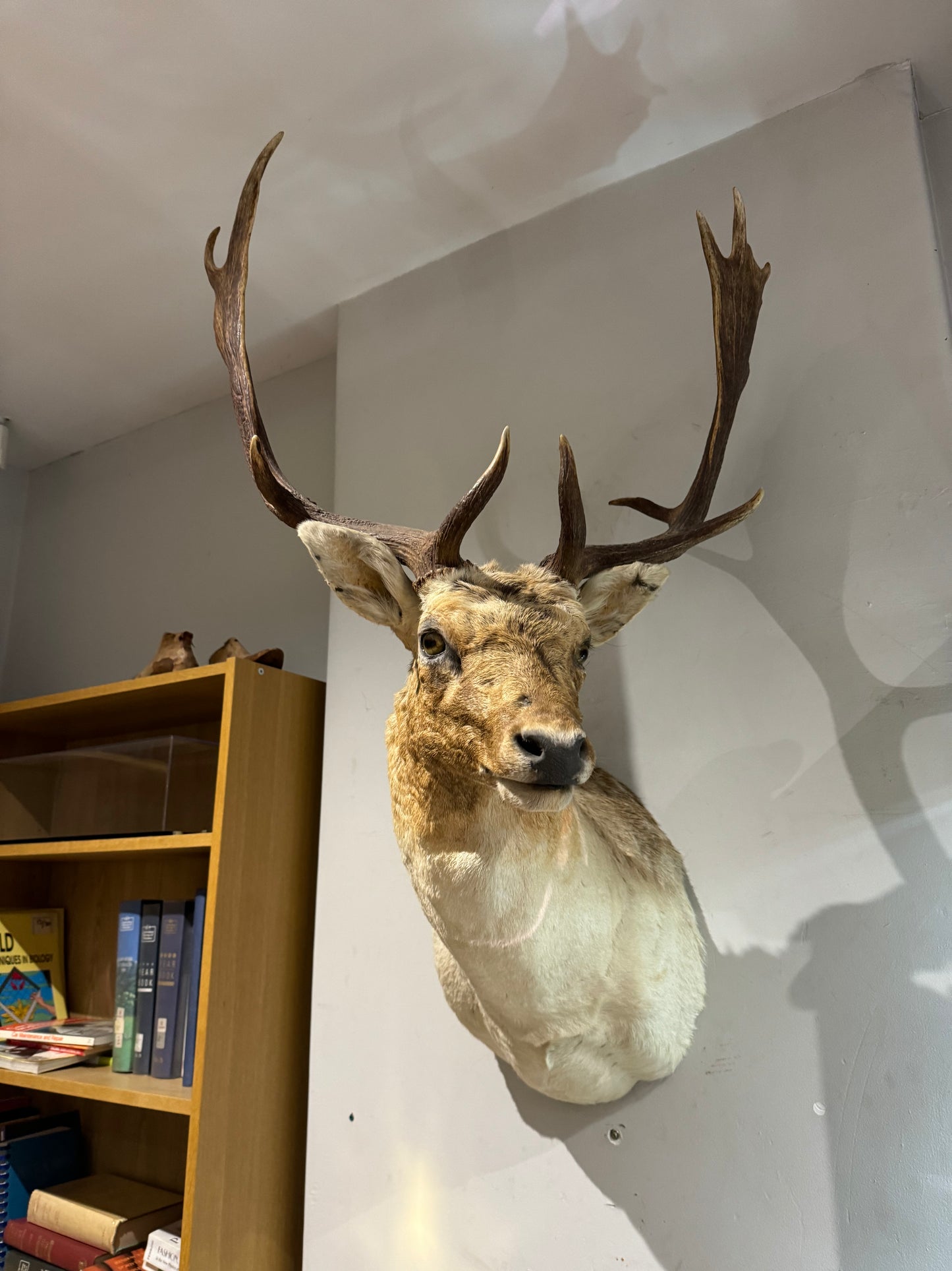Taxidermy Fallow Deer Head