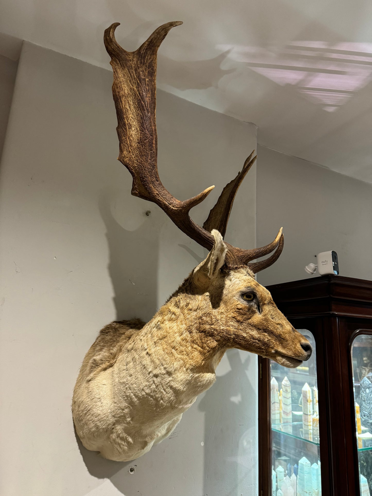 Taxidermy Fallow Deer Head
