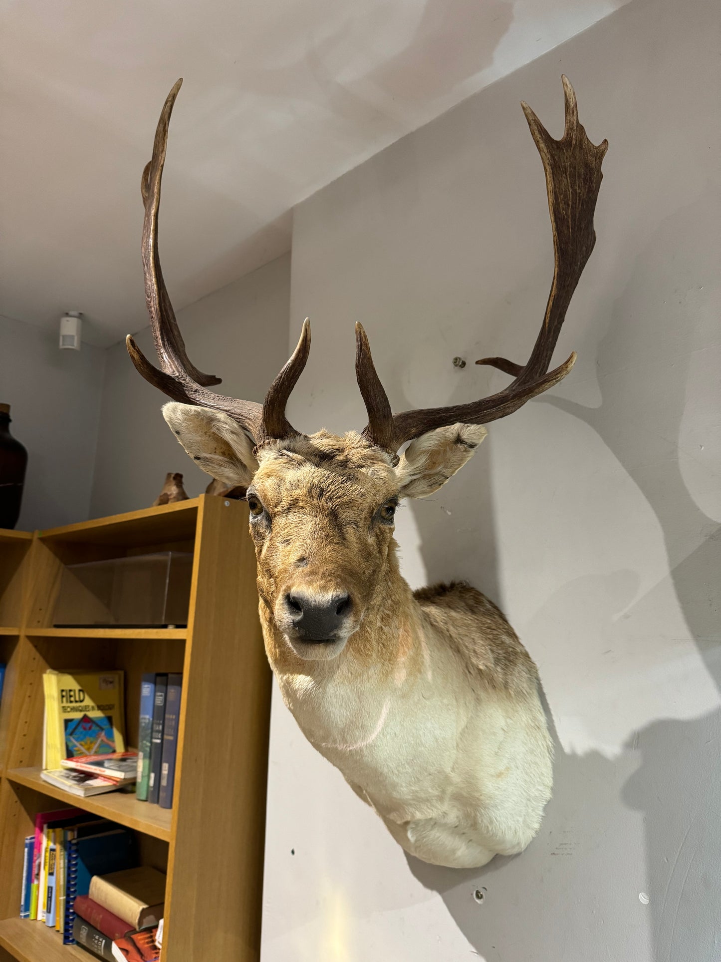 Taxidermy Fallow Deer Head