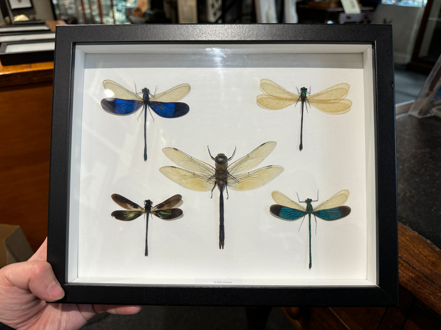 Dragonfly/damselflies mix